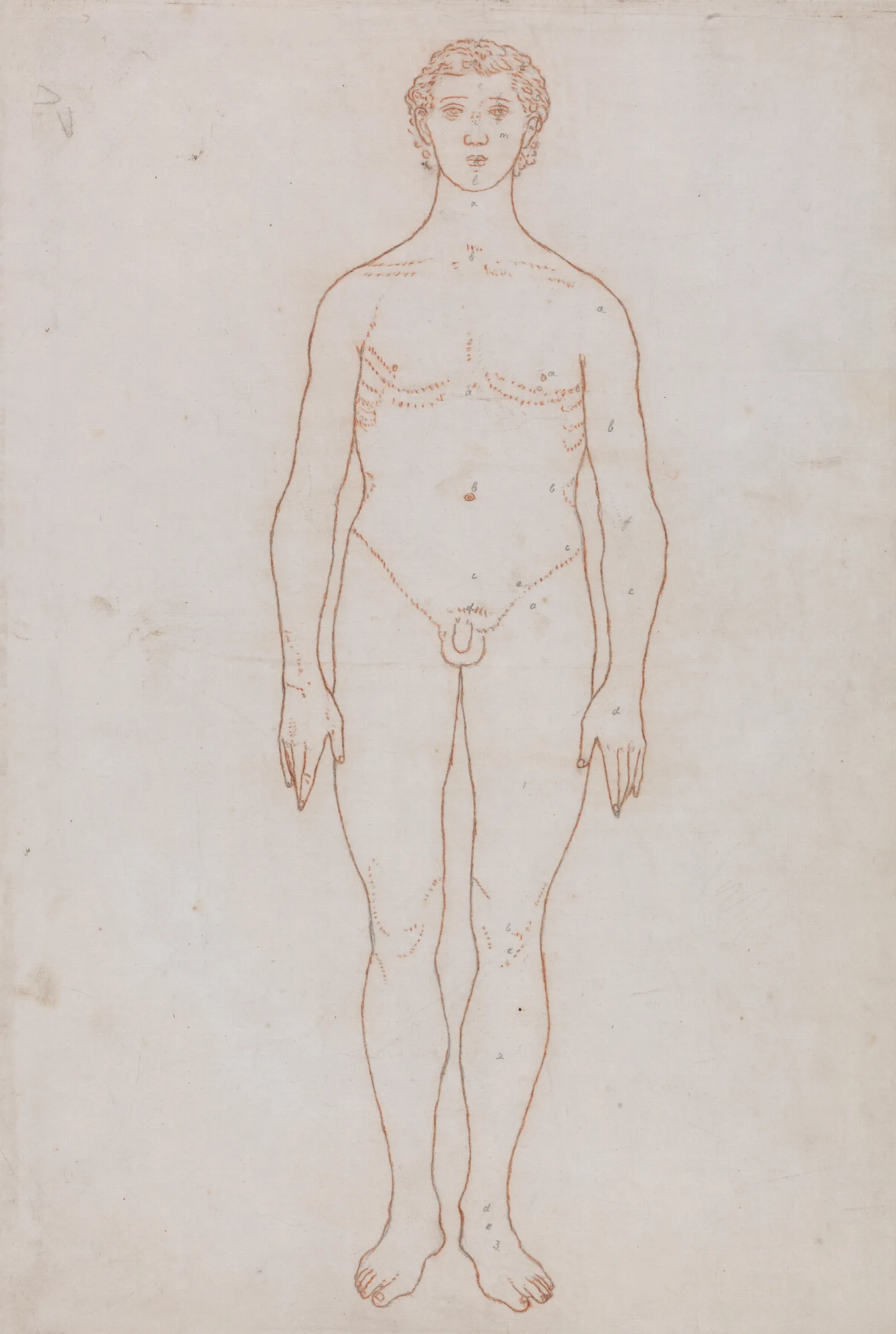 Study Of The Human Figure Anterior View Wall Art by George Stubbs - Canvas Print