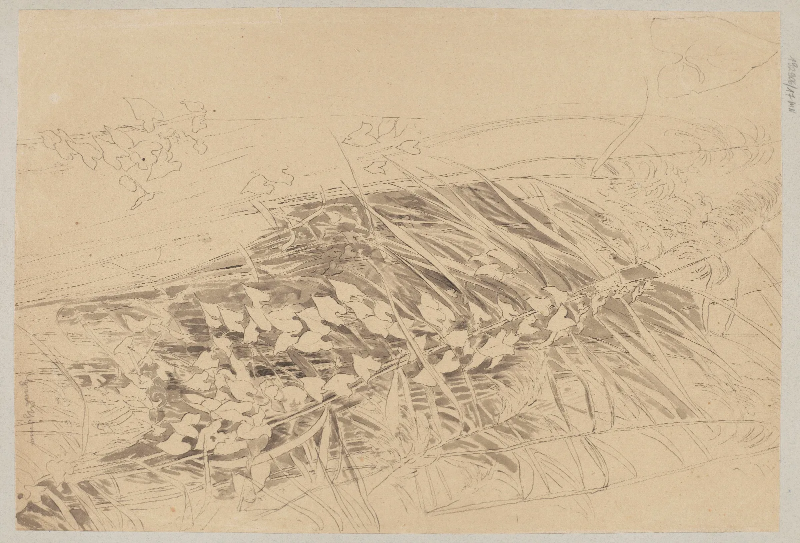 Study Of Grass And Convolvulus Wall Art by Hans Thoma - Canvas Print