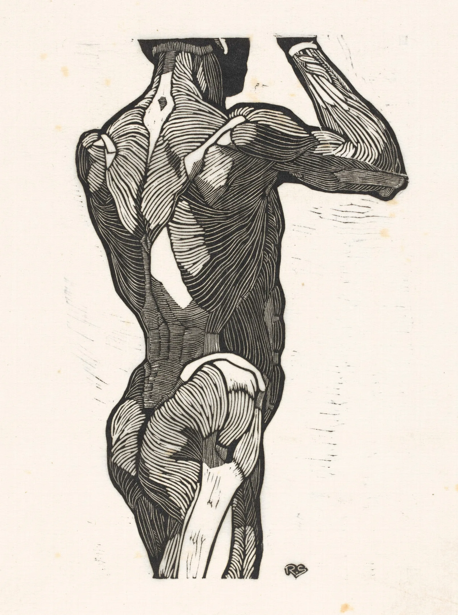 Anatomische Studie Van De Rug En Bilspieren Van Een Man Wall Art by Reijer Stolk - Canvas Print