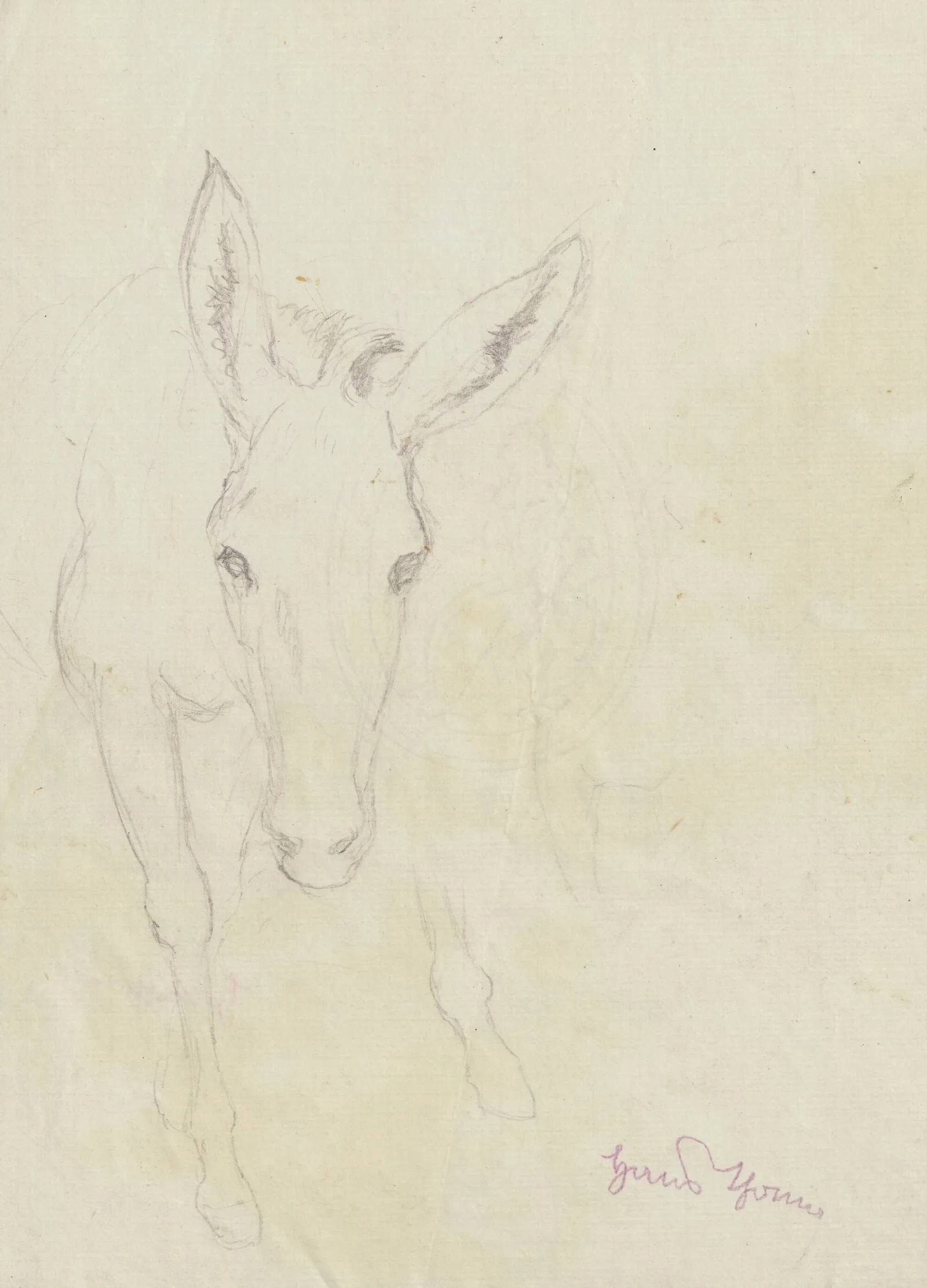 Study Of A Donkey Depicted From The Front Wall Art by Hans Thoma - Canvas Print