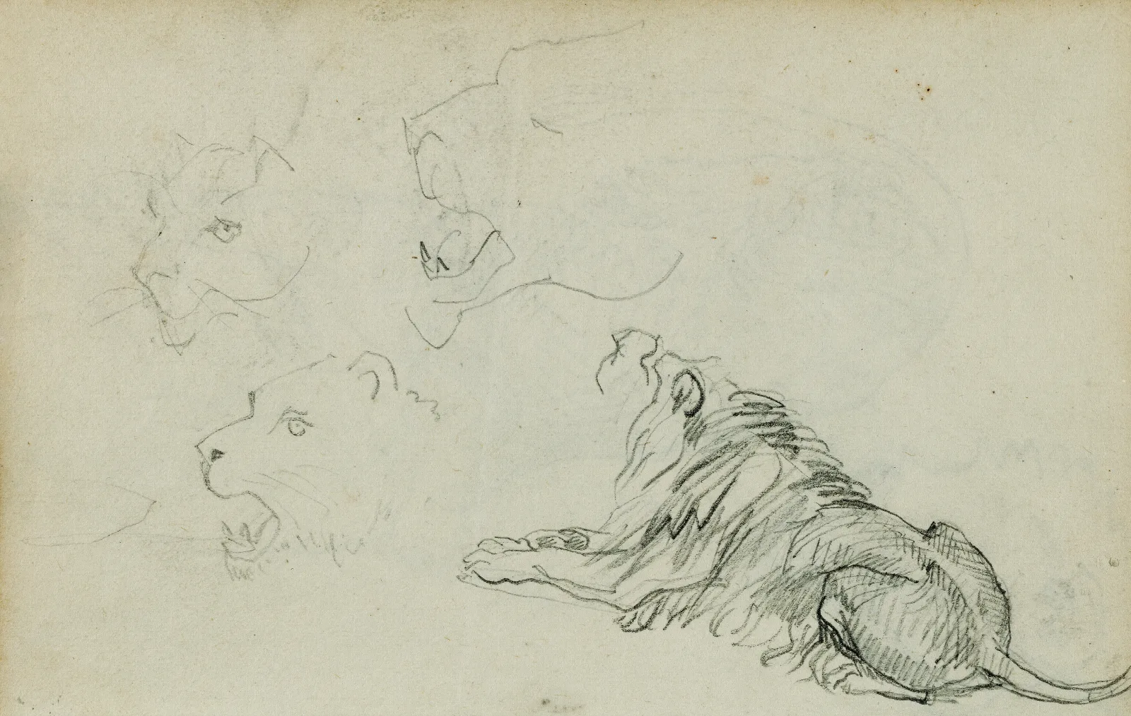 Four Lion Studies Wall Art by Théodore Géricault - Canvas Print