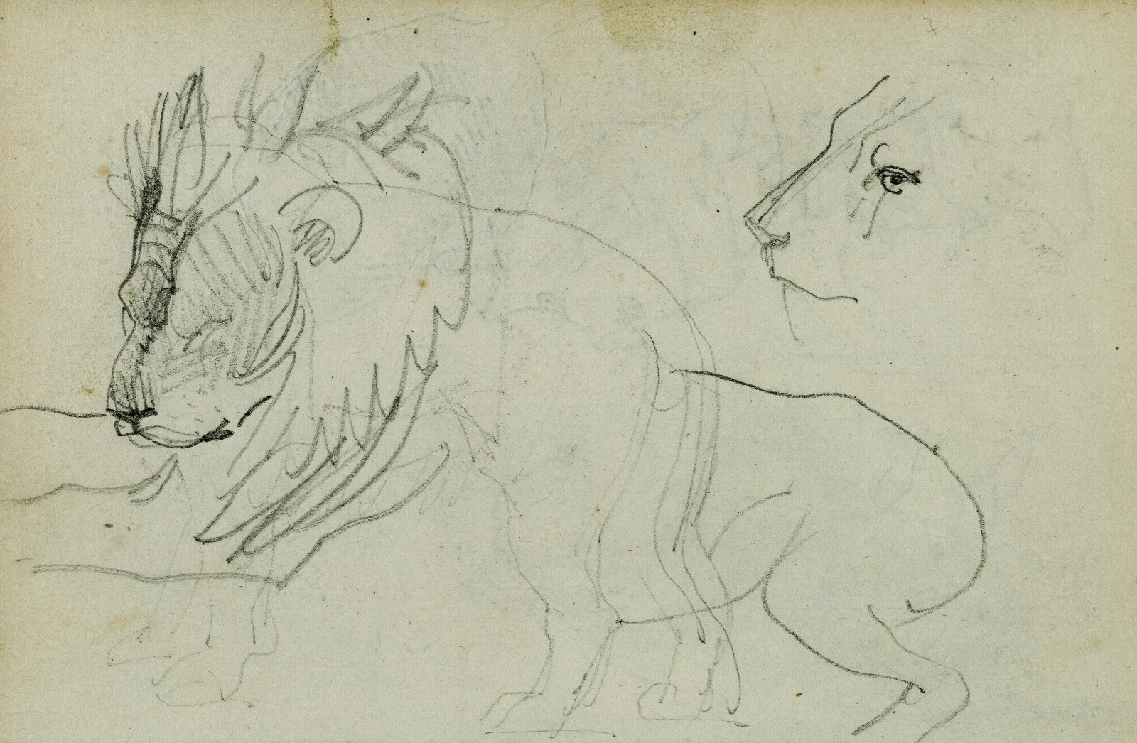 Lion Studies 2 Wall Art by Théodore Géricault - Canvas Print