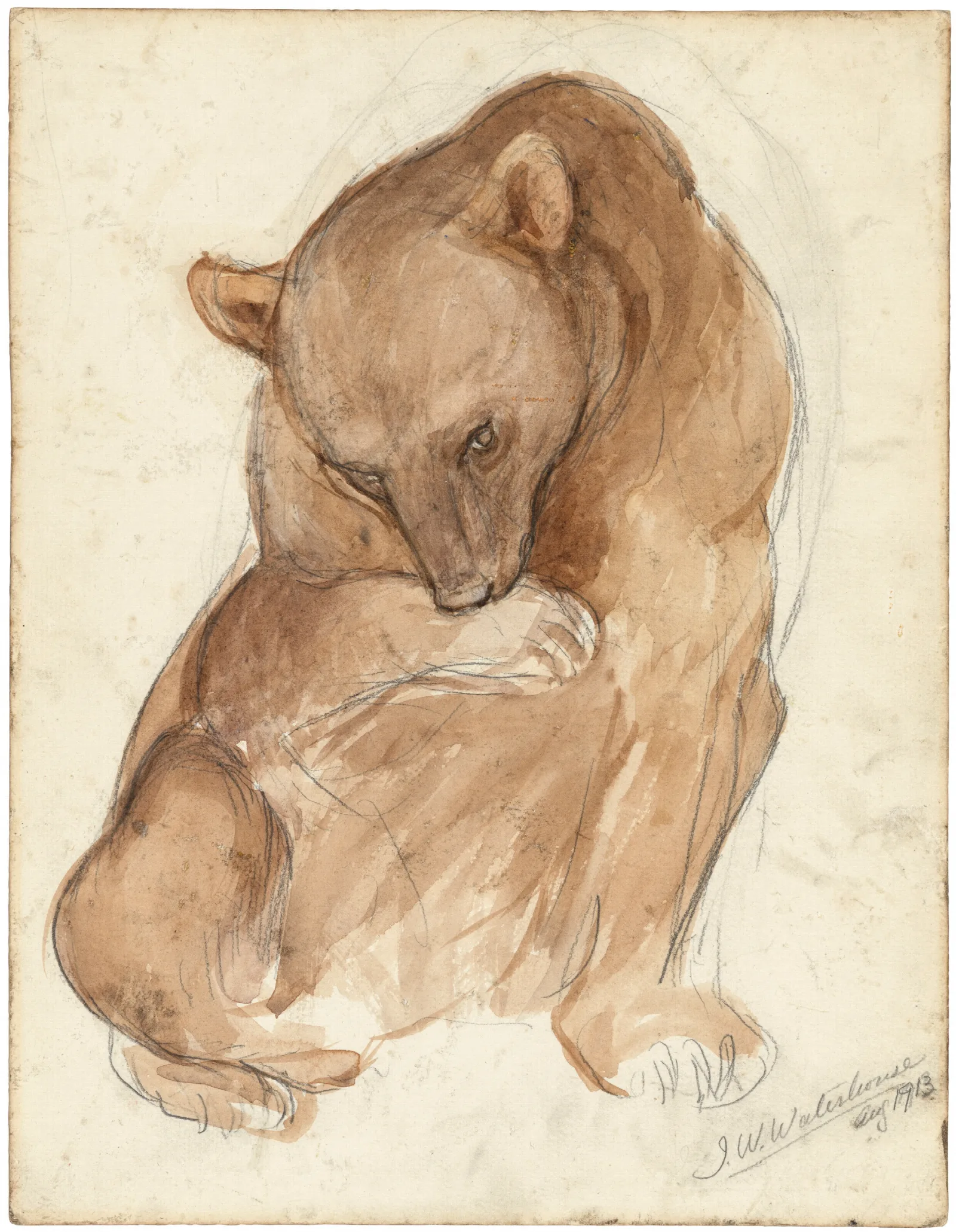A Sketch Of A Bear Wall Art by John William Waterhouse - Canvas Print