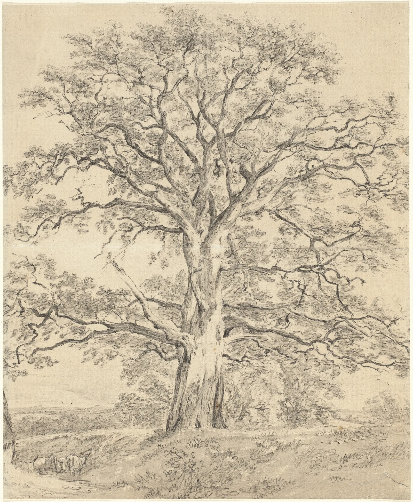 A Great Oak Tree Wall Art by John Constable - Canvas Print