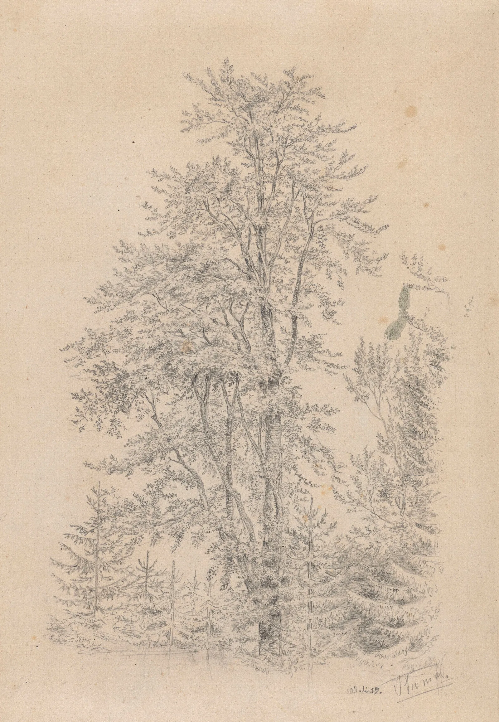 Forest Fragment With A Deciduous Tree In The Foreground Wall Art by Hans Thoma - Canvas Print