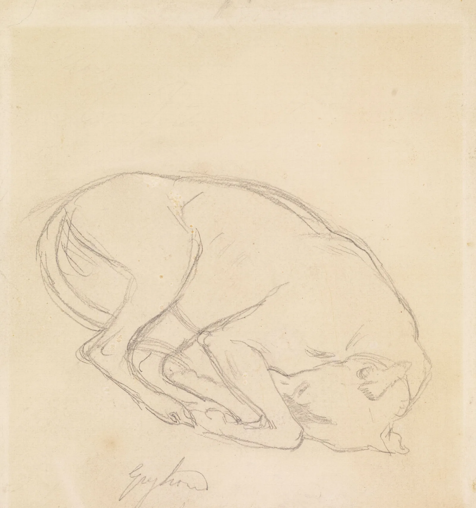 Studies Of A Chin A Sleeping Dog Annotated Greyhound Wall Art by Sir John Everett Millais - Canvas Print
