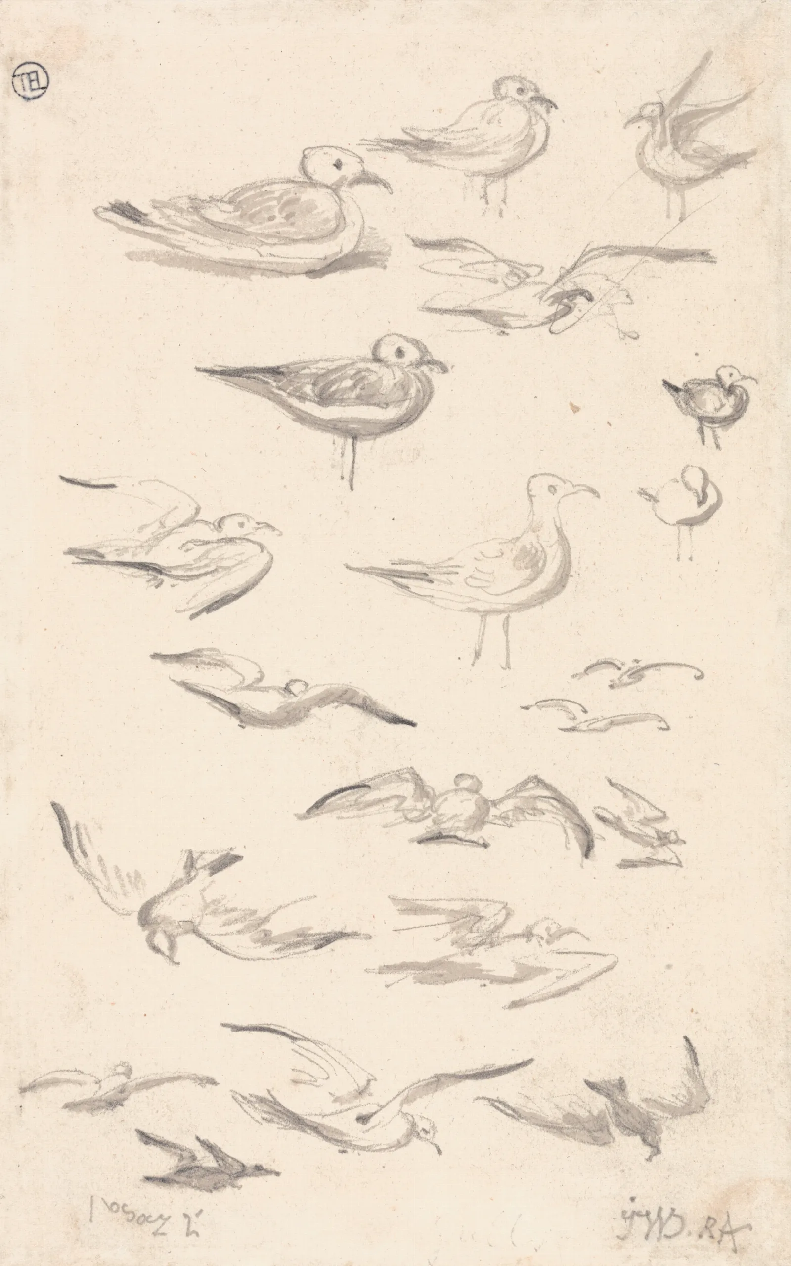 Studies Of Gulls Wall Art by James Ward - Canvas Print