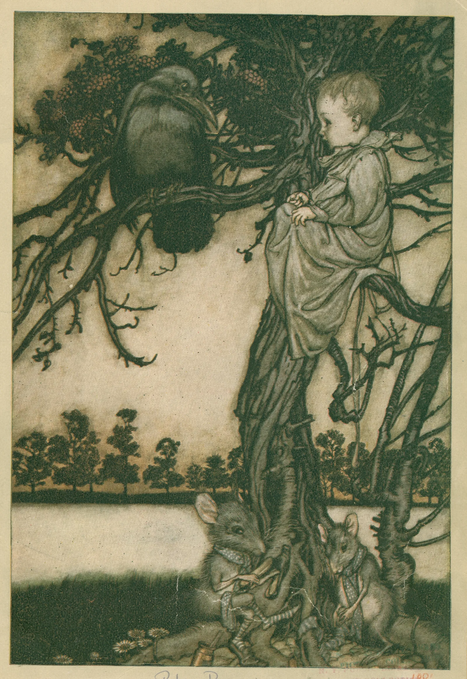 Put His Strange Case Before Old Solomon Caw Wall Art by Arthur Rackham - Canvas Print