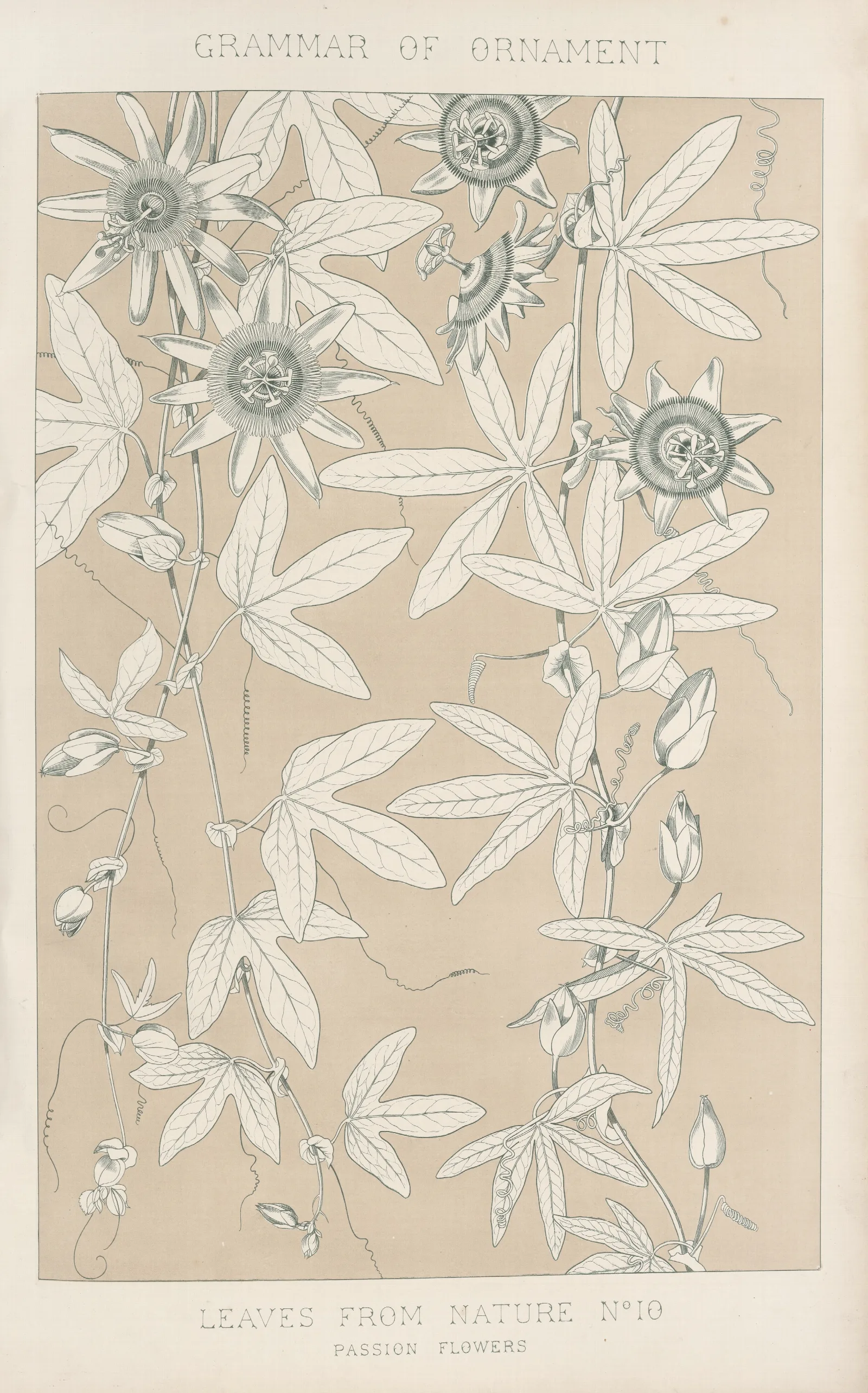 Leaves From Nature No 10 2 Wall Art by Owen Jones - Canvas Print