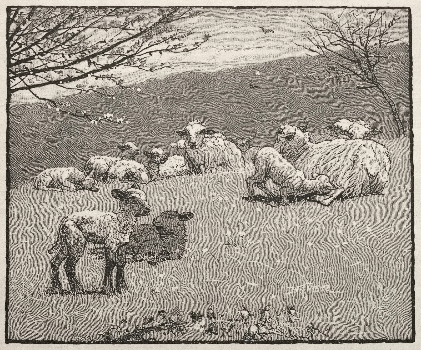 Spring Lamb Wall Art by Winslow Homer - Canvas Print