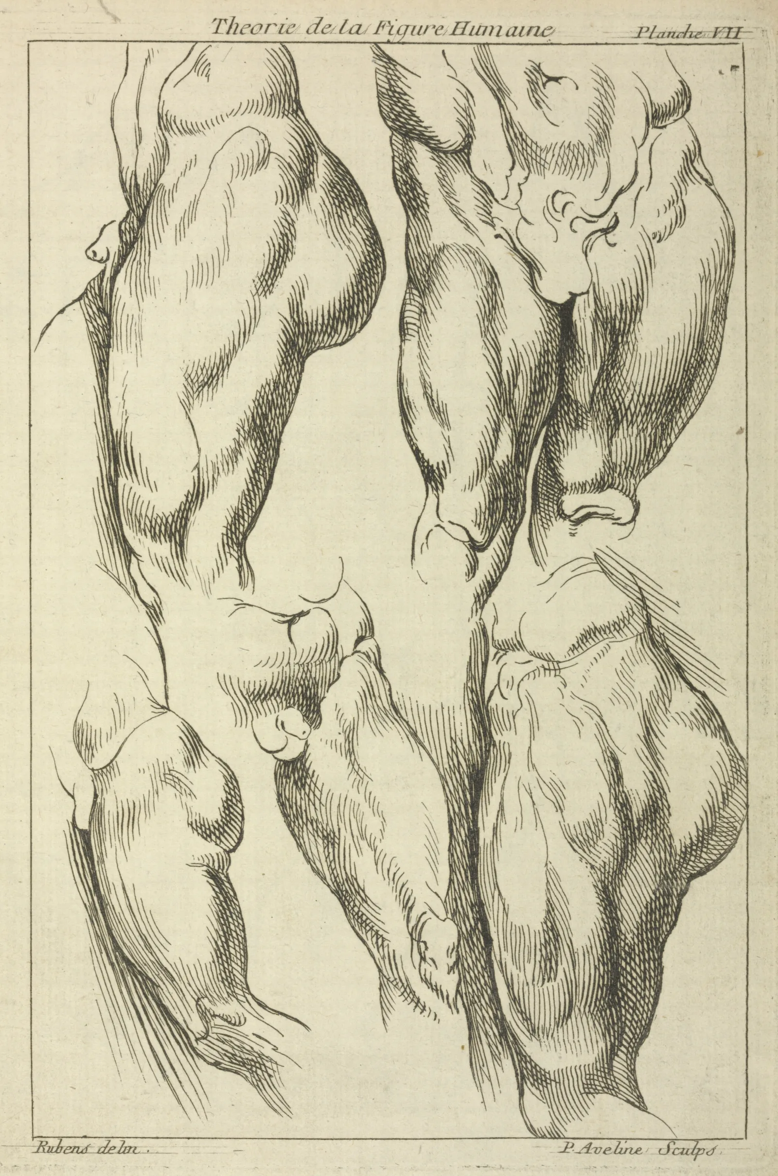 Studies Of Male Loins Wall Art by Peter Paul Rubens - Canvas Print