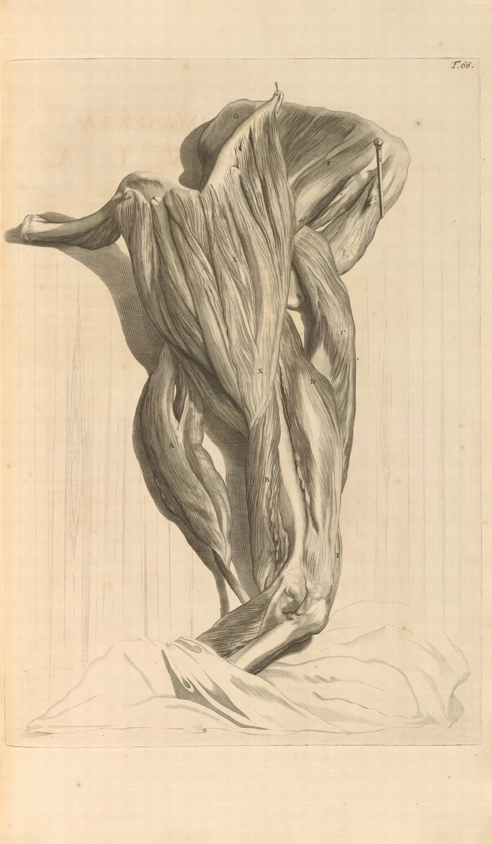Anatomia Humani Corporis Pl 067 Wall Art by Gerard de Lairesse - Canvas Print