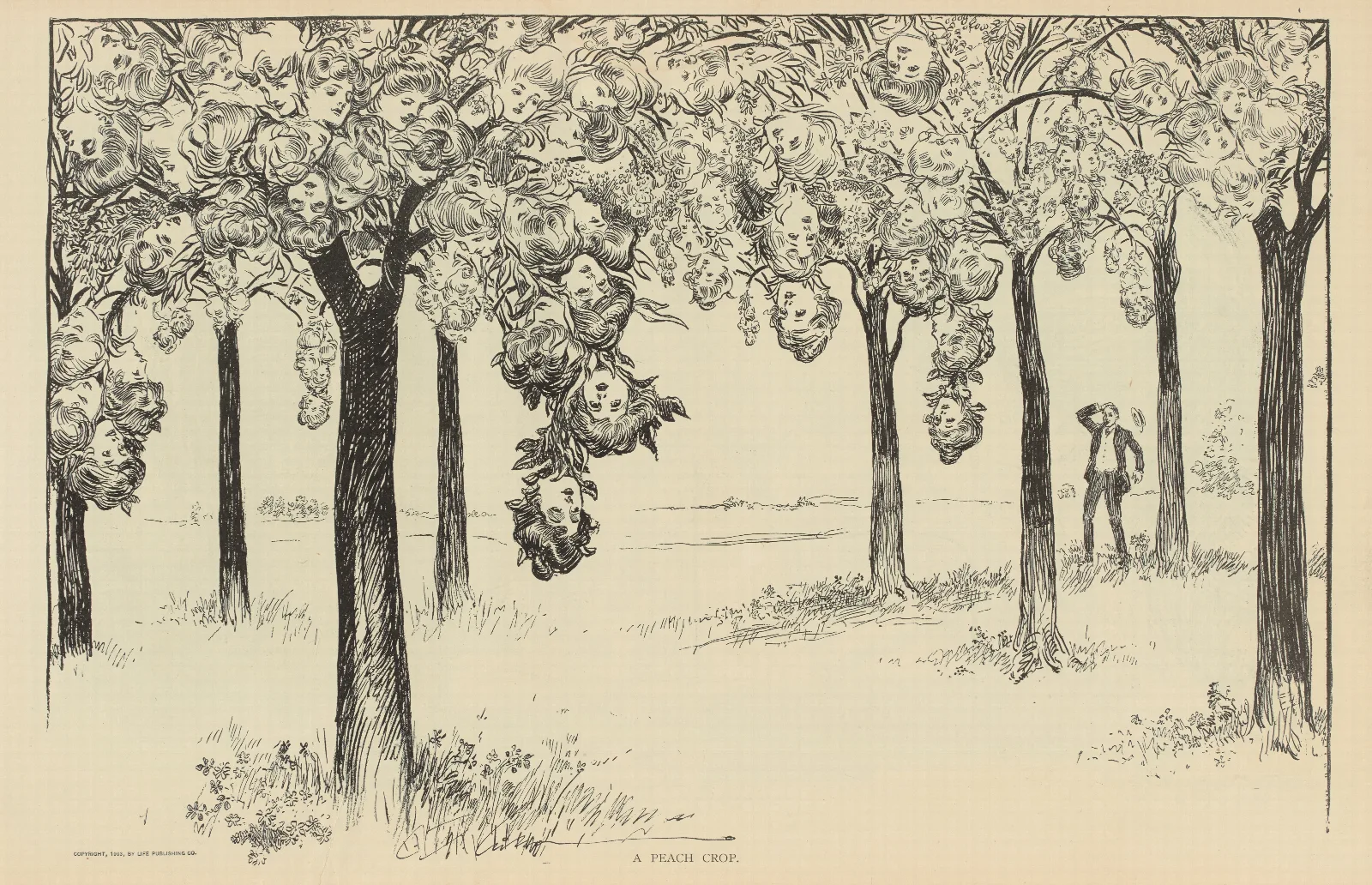 A Peach Crop Wall Art by Charles Dana Gibson - Canvas Print