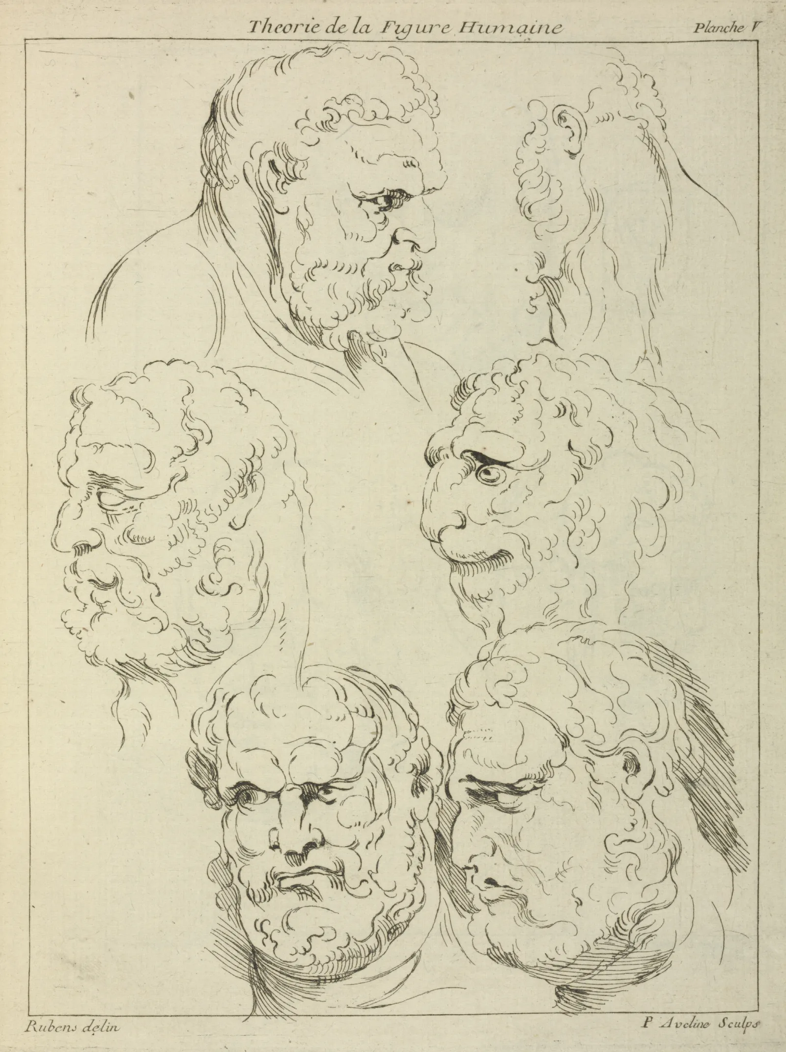 Studies Of The Head Of A Bearded Man And The Head Of A Creature Wall Art by Peter Paul Rubens - Canvas Print