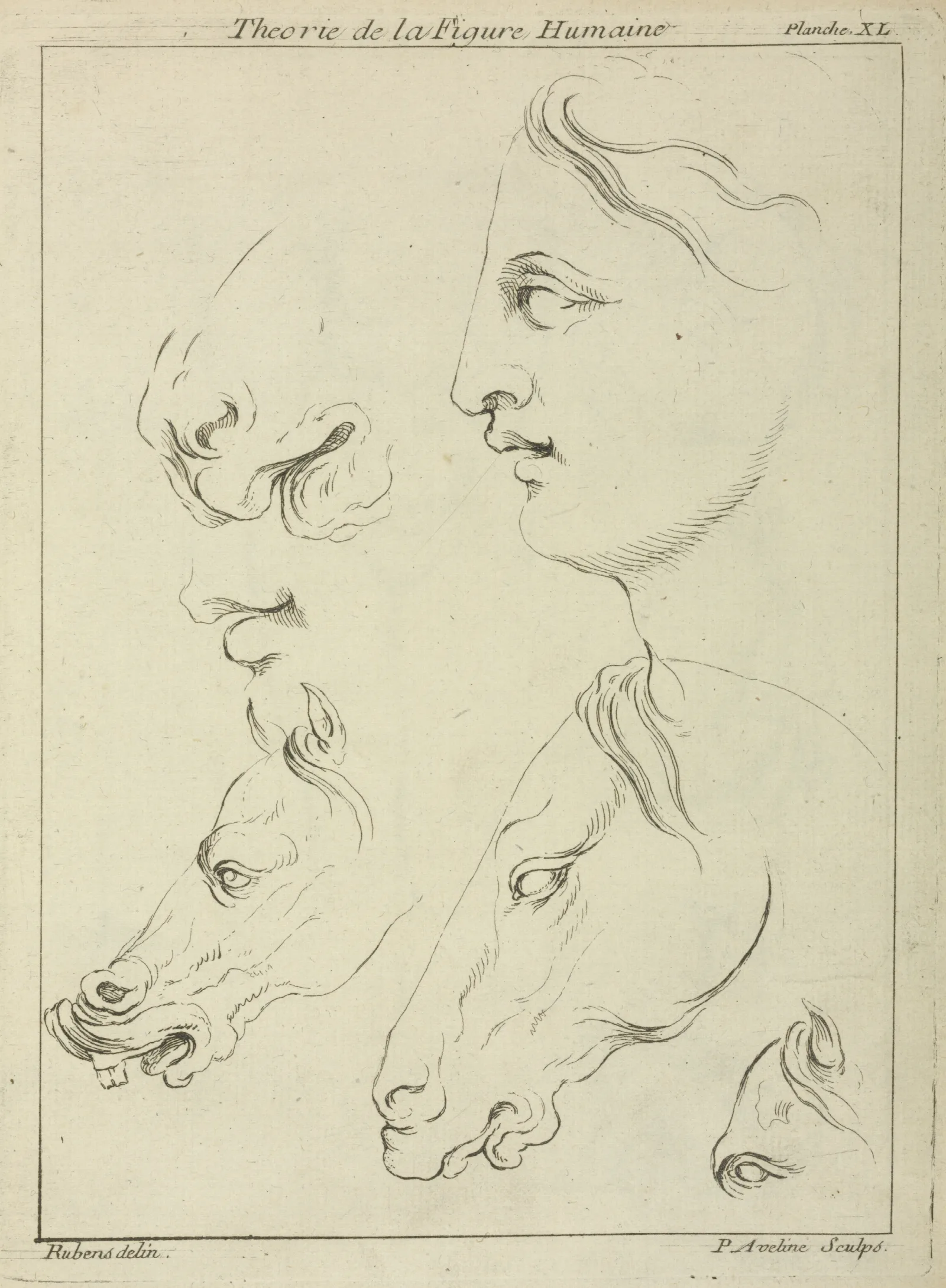Horses Heads And Human Head In Profile With Detail Of Horses Eye And Nose Wall Art by Peter Paul Rubens - Canvas Print