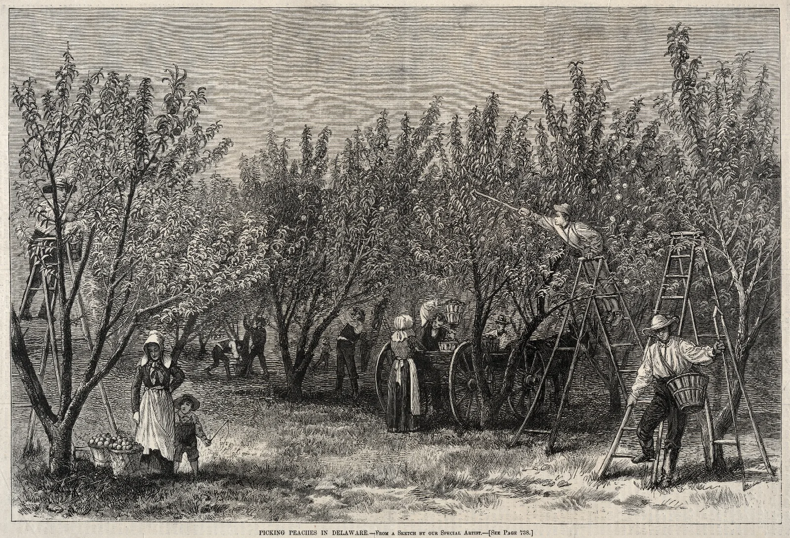 Picking Peaches In Delaware Wall Art by Winslow Homer - Canvas Print