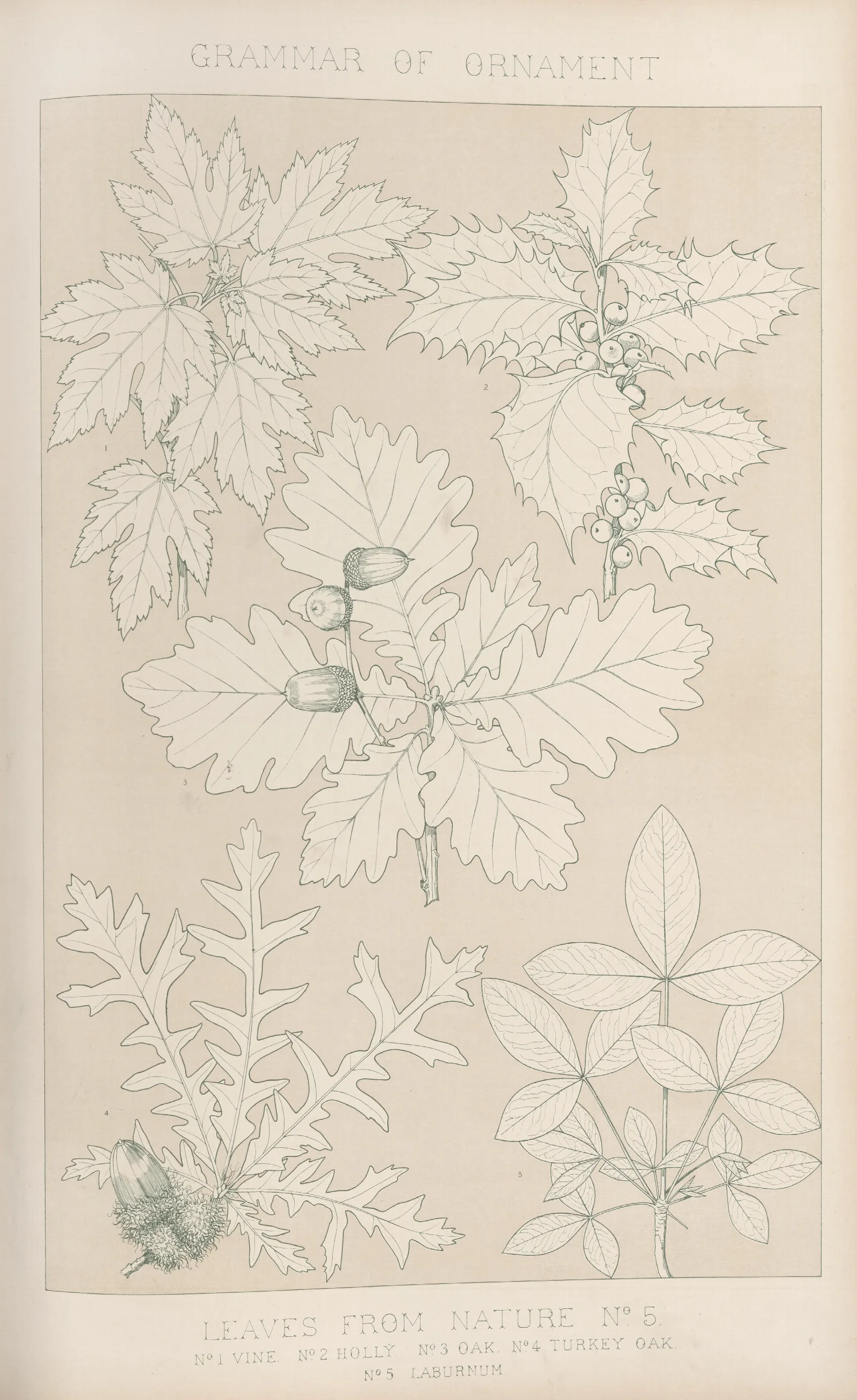 Leaves From Nature No 5 2 Wall Art by Owen Jones - Canvas Print