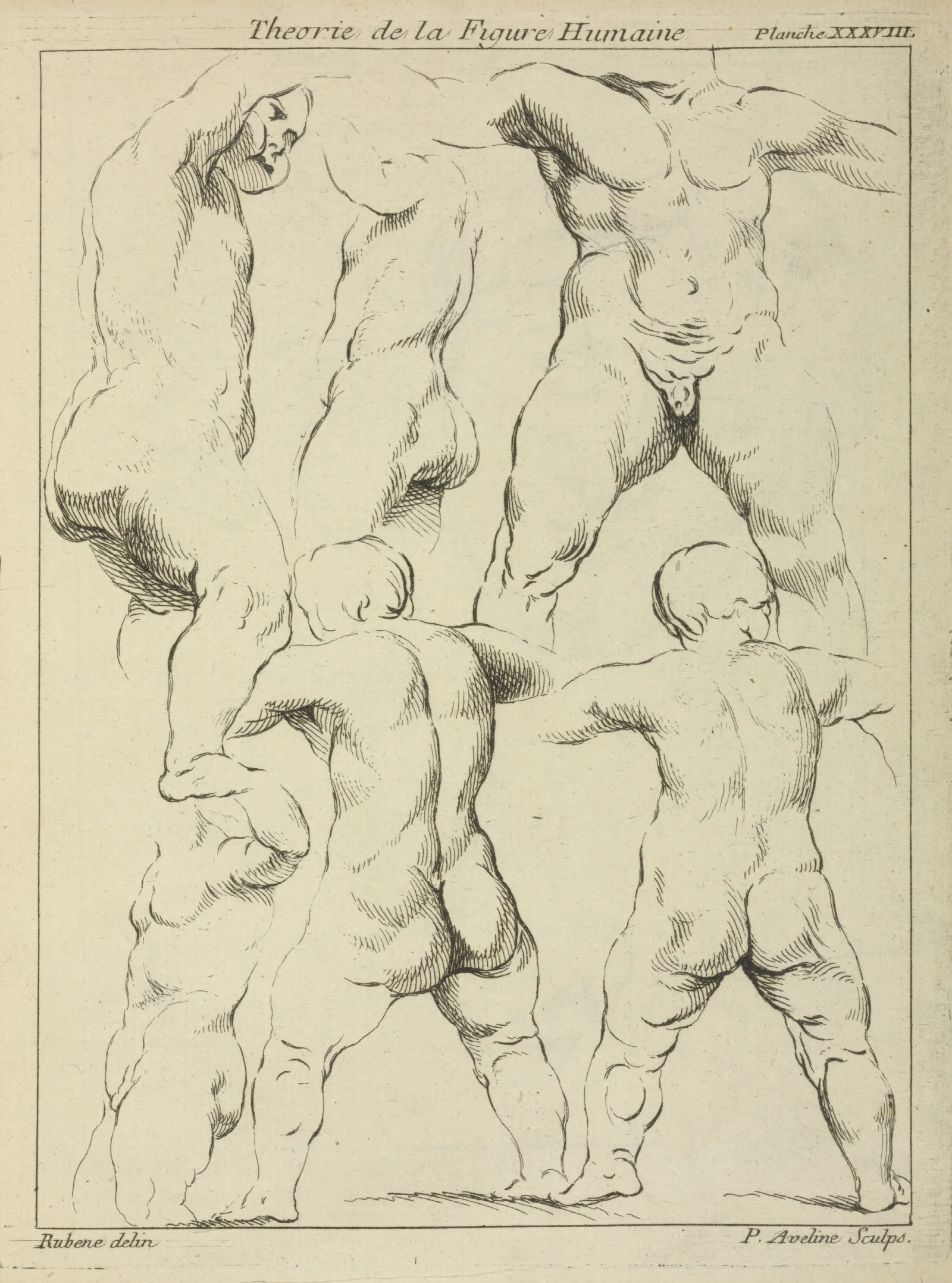 Studies Of Male Torsos Wall Art by Peter Paul Rubens - Canvas Print