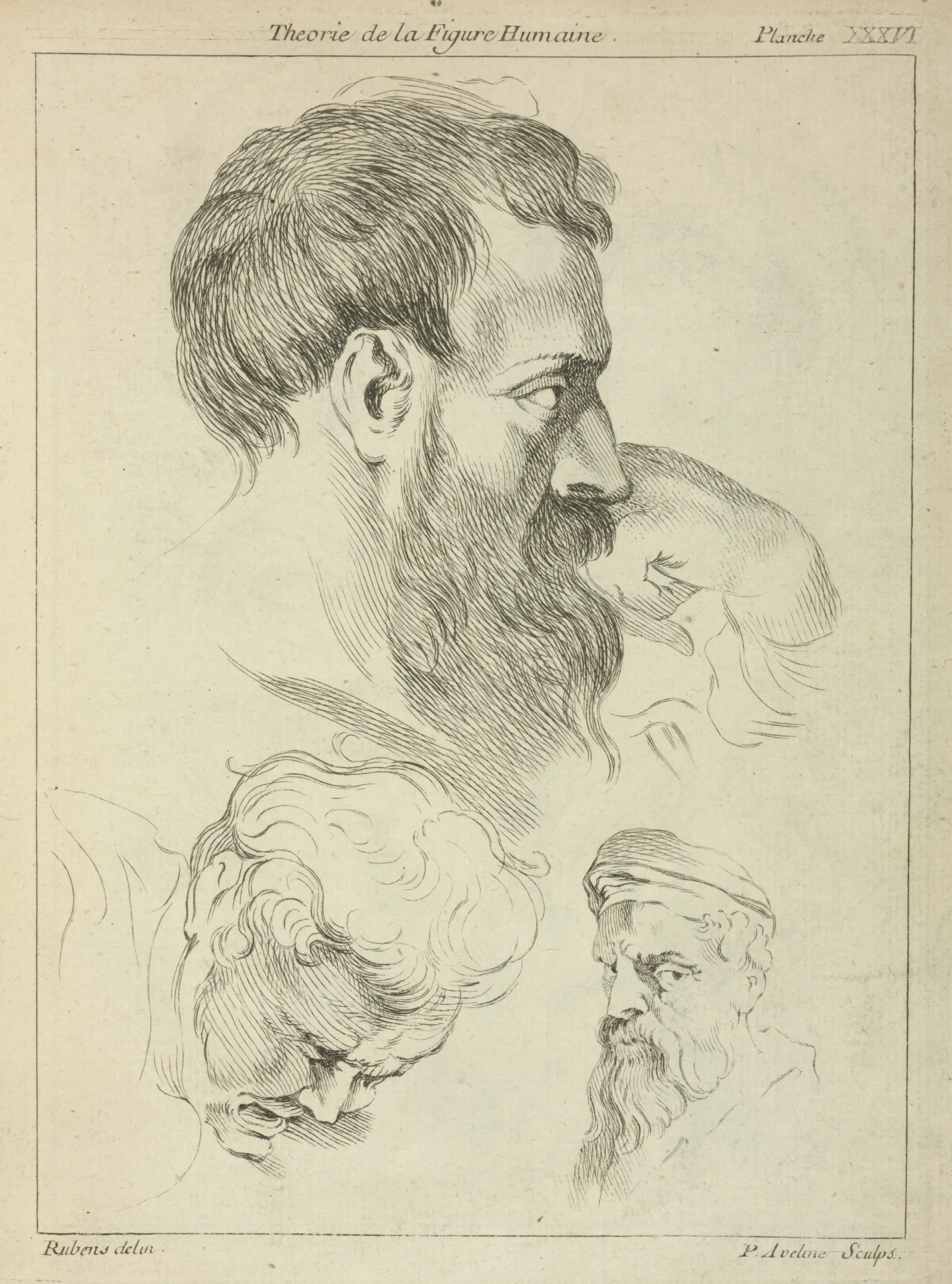 Three Studies Of Mens Heads Wall Art by Peter Paul Rubens - Canvas Print