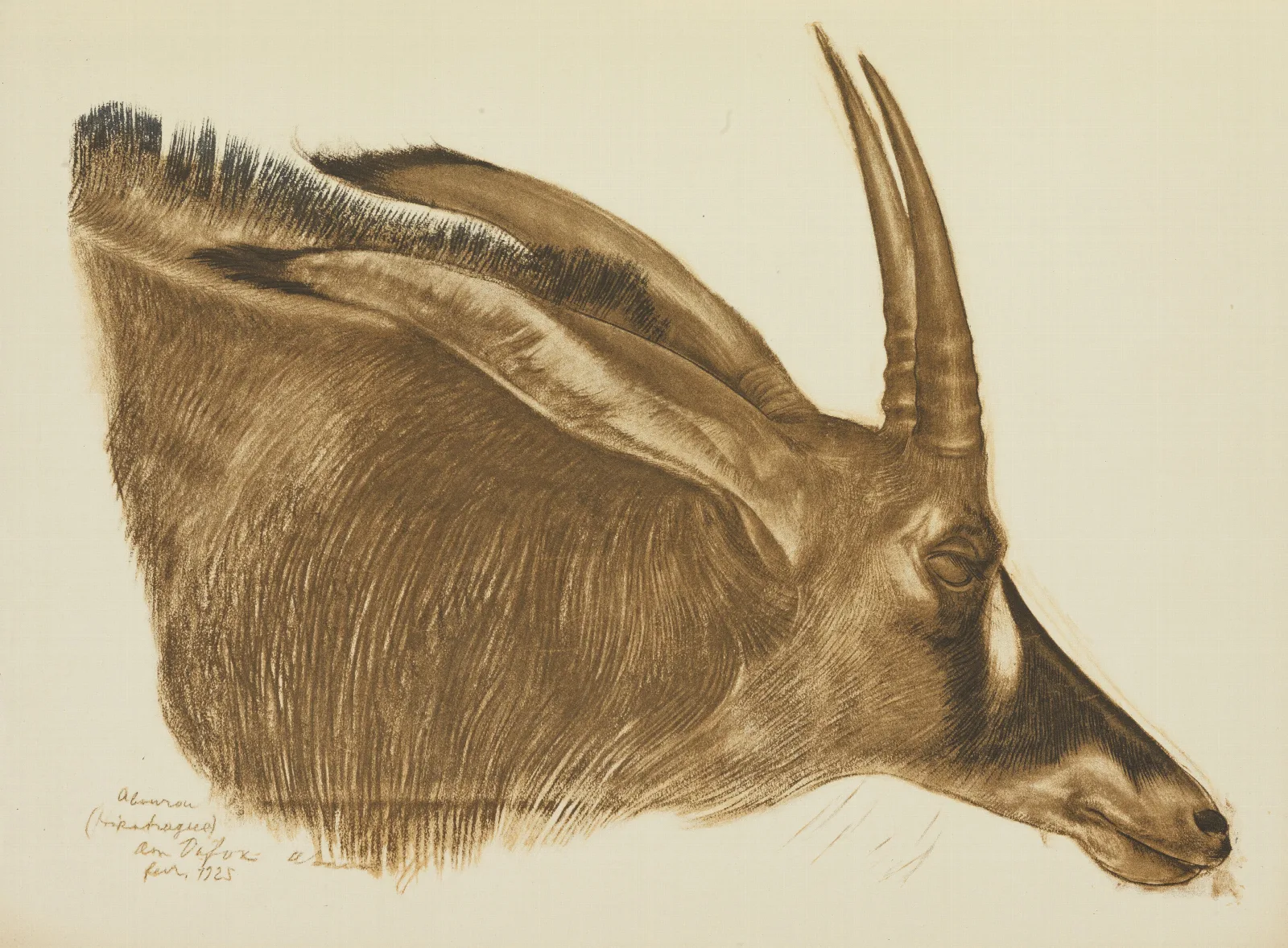 Antilope Hippotrague Am Dafok Wall Art by Alexandre Jacovleff - Canvas Print
