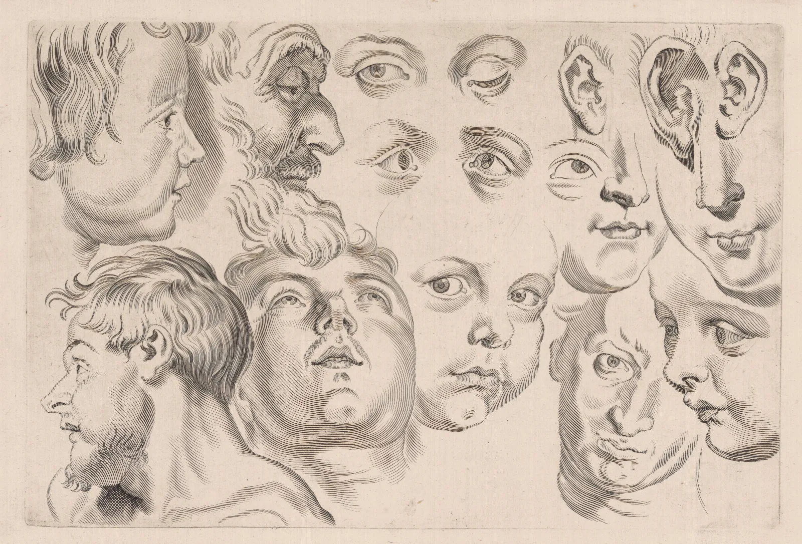 Study Of Heads 6 Wall Art by Peter Paul Rubens - Canvas Print