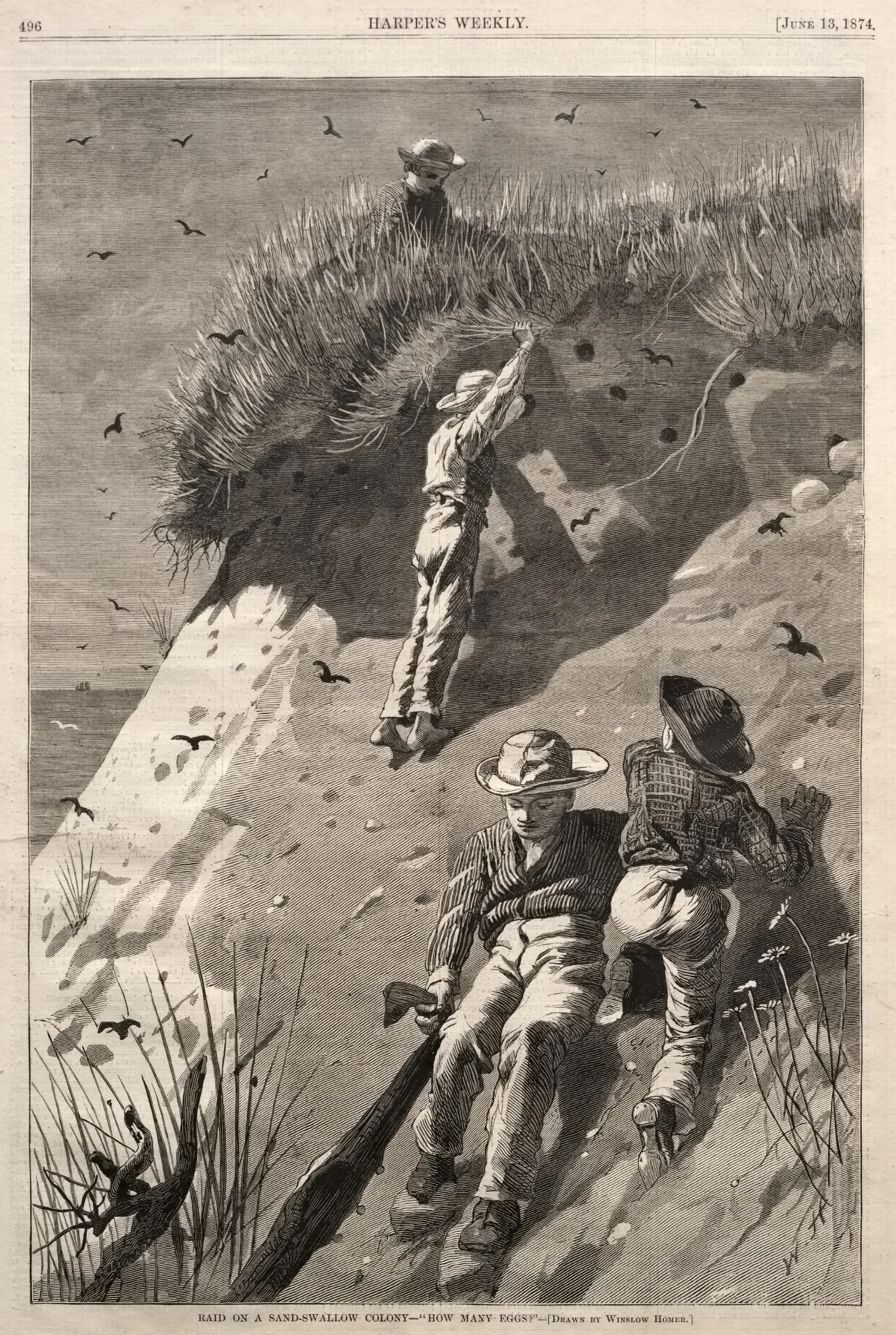 Raid On A Sand Swallow Colony How Many Eggs Wall Art by Winslow Homer - Canvas Print