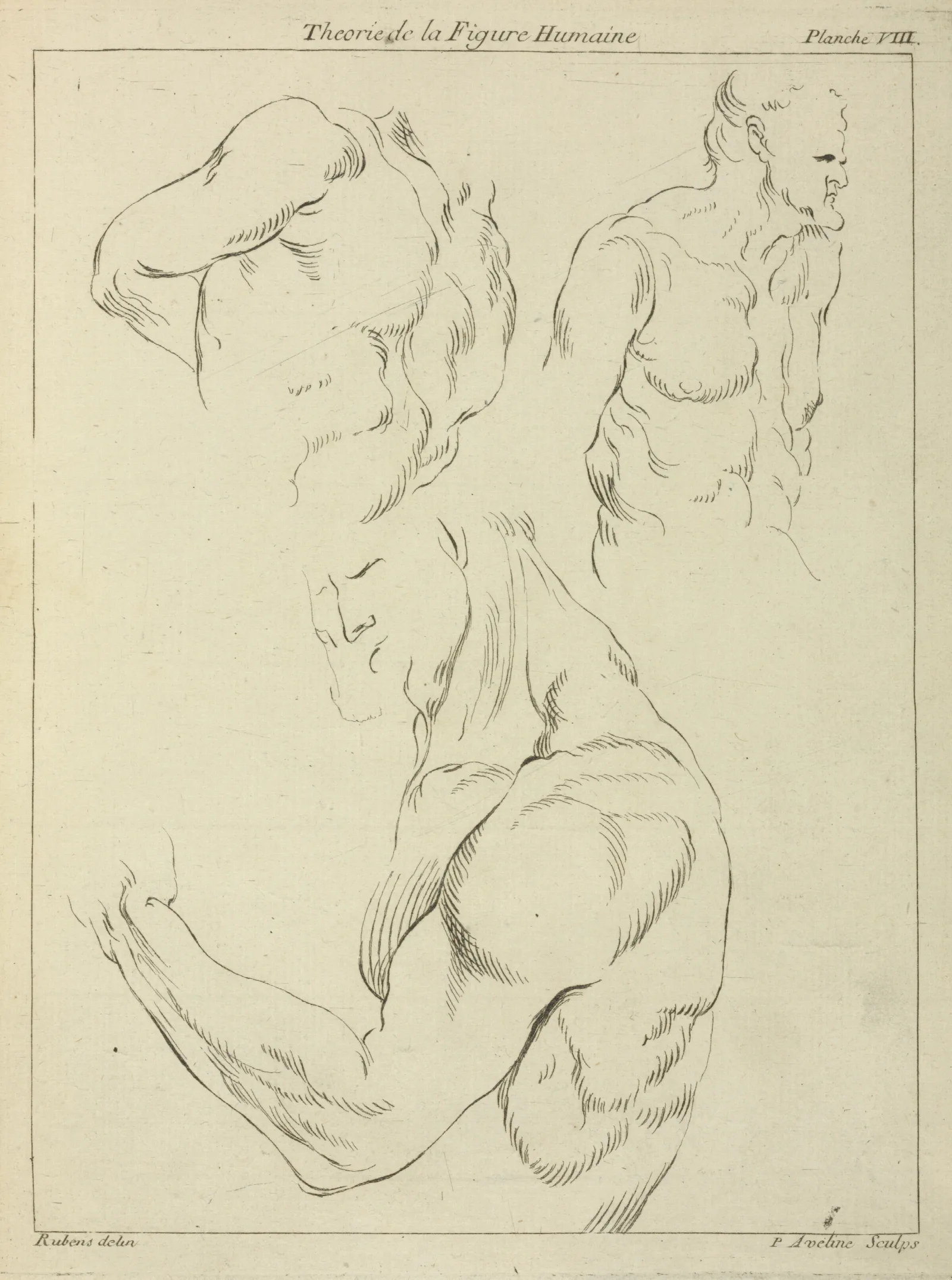Studies Of A Mans Chest Biceps And Shoulders Wall Art by Peter Paul Rubens - Canvas Print