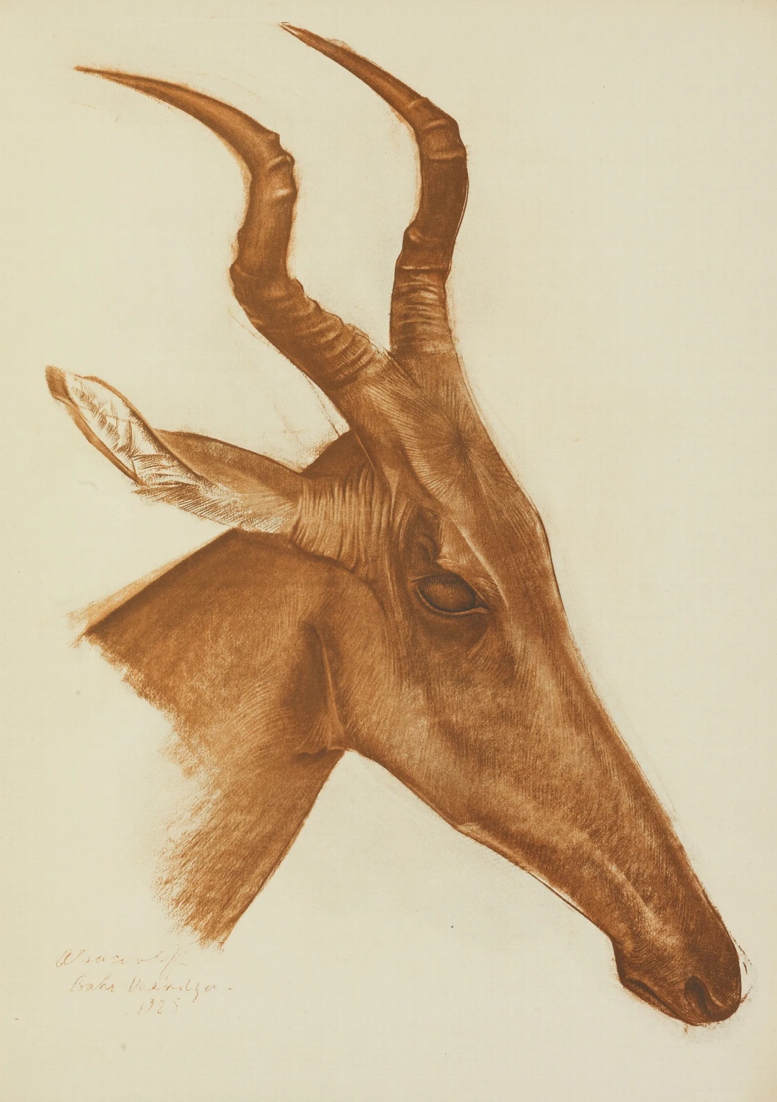 Antilope Jackson Am Dafok Wall Art by Alexandre Jacovleff - Canvas Print