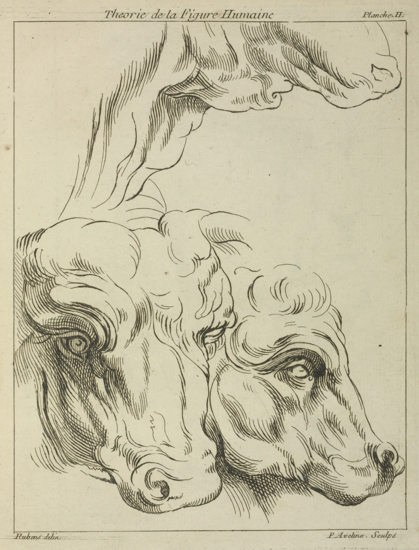 Heads And Necks Of Two Bovines Portion Of Neck Of A Third Wall Art by Peter Paul Rubens - Canvas Print