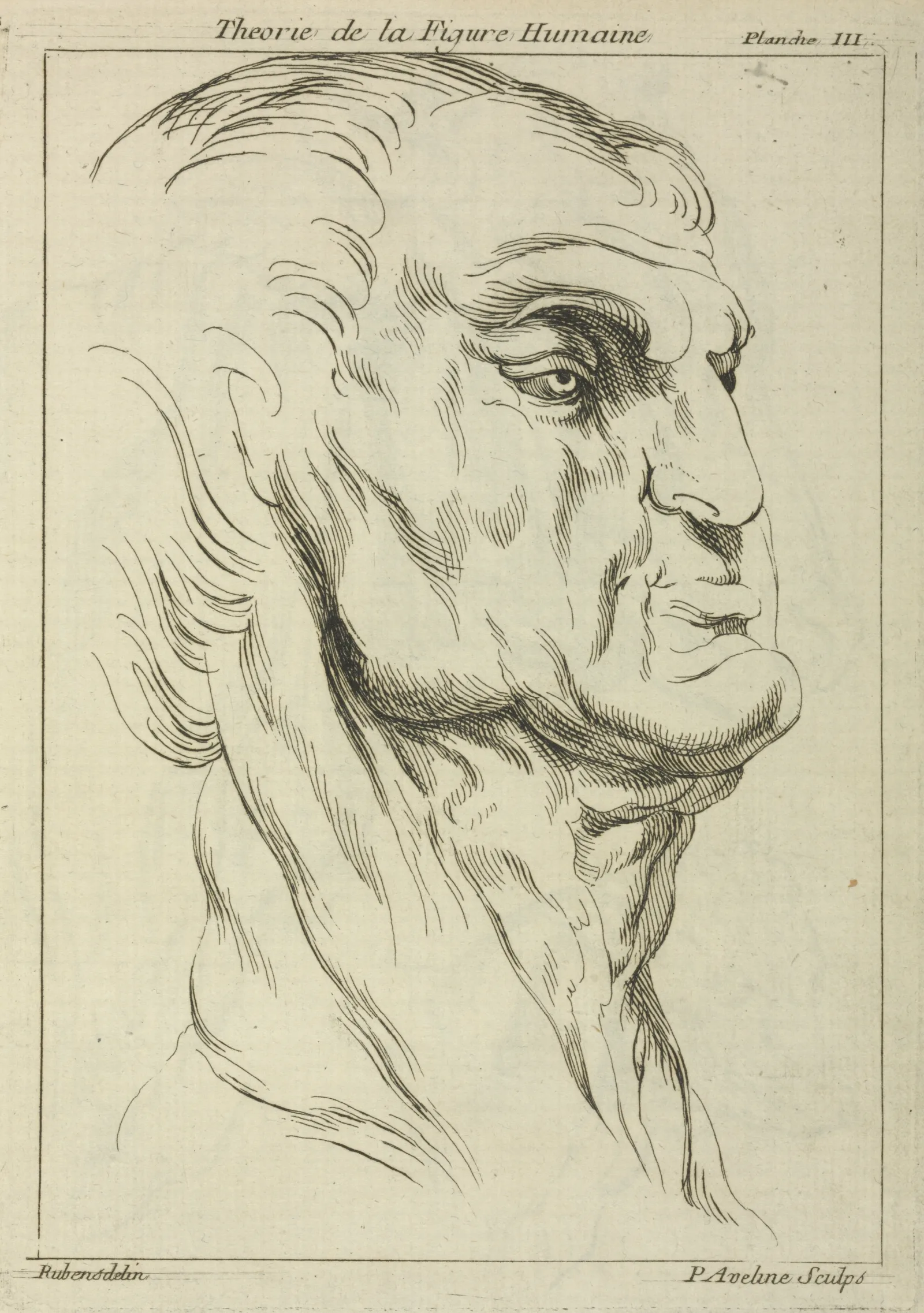 Head Of A Man 45 Wall Art by Peter Paul Rubens - Canvas Print