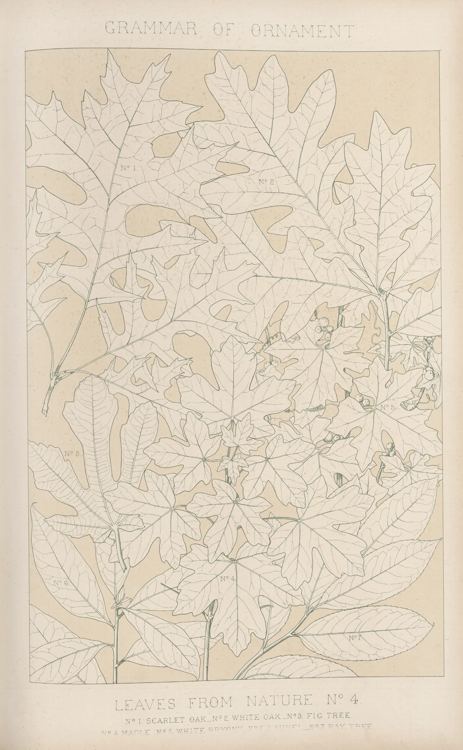 Leaves From Nature No 4 2 Wall Art by Owen Jones - Canvas Print