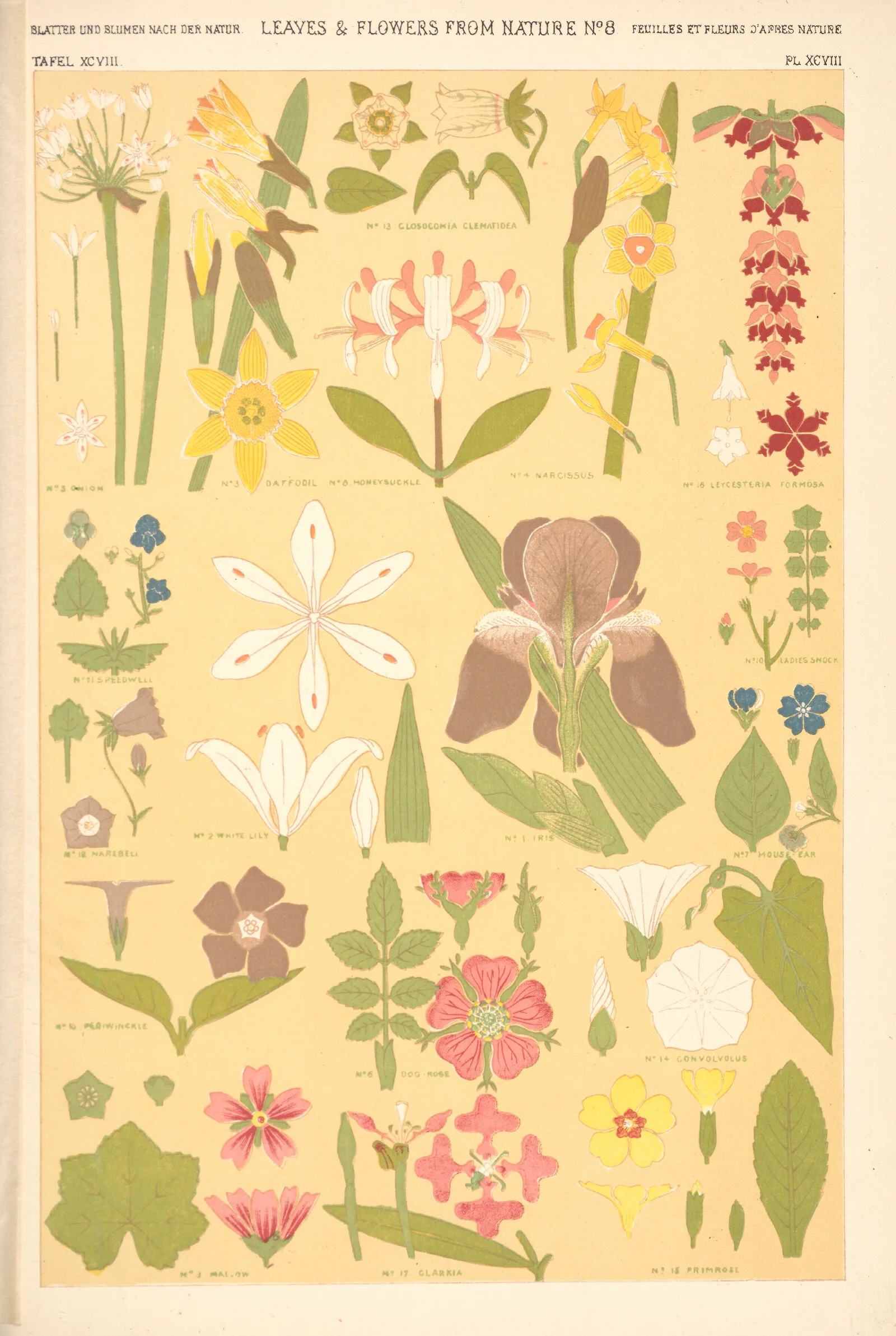 Leaves From Nature No 8 2 Wall Art by Owen Jones - Canvas Print