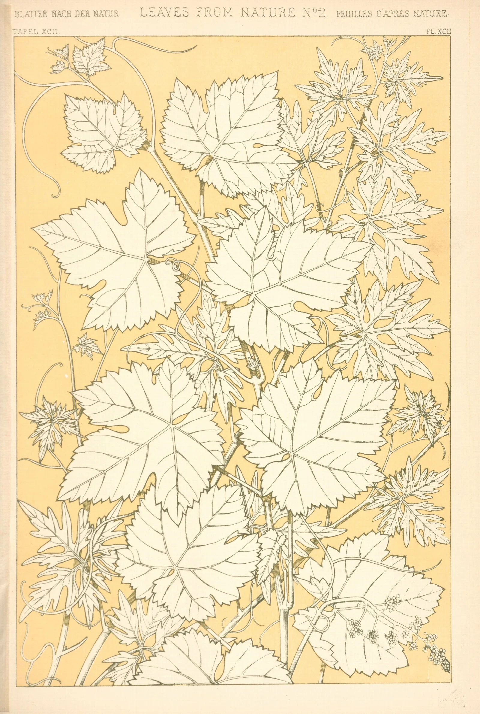 Leaves From Nature No 2 3 Wall Art by Owen Jones - Canvas Print