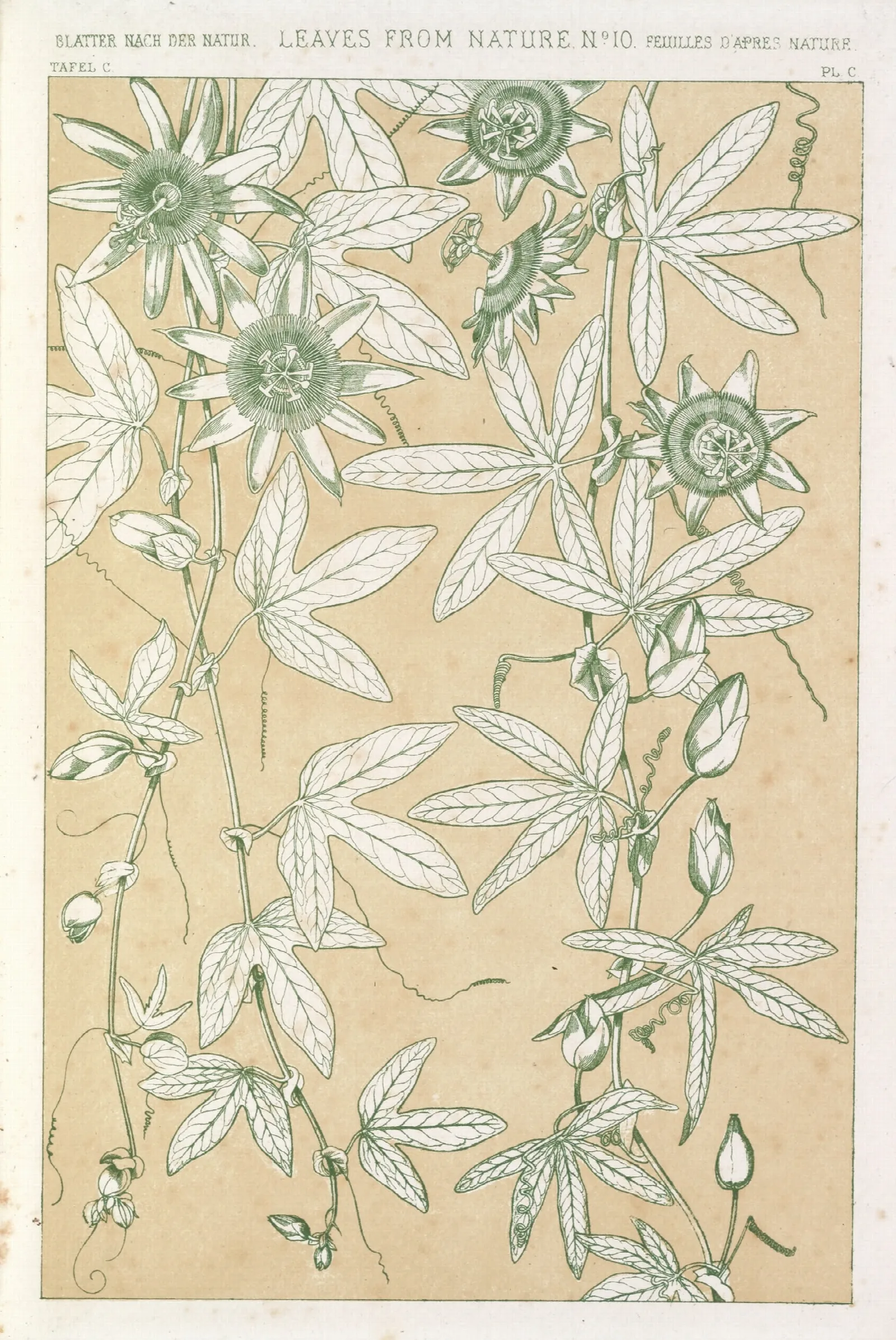 Leaves From Nature No 10 Wall Art by Owen Jones - Canvas Print