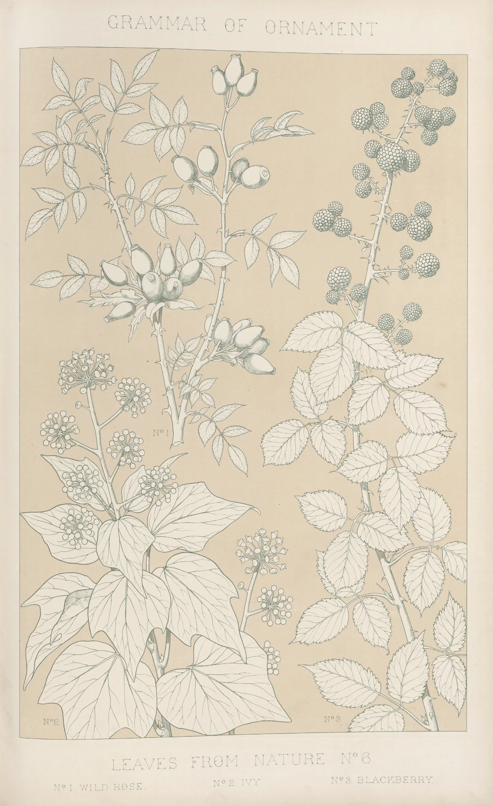 Leaves From Nature No 6 2 Wall Art by Owen Jones - Canvas Print