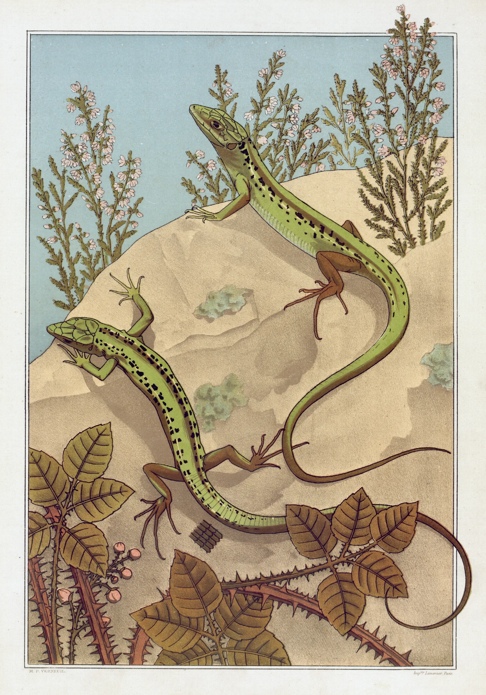 Lezard Wall Art by Maurice Pillard Verneuil - Canvas Print
