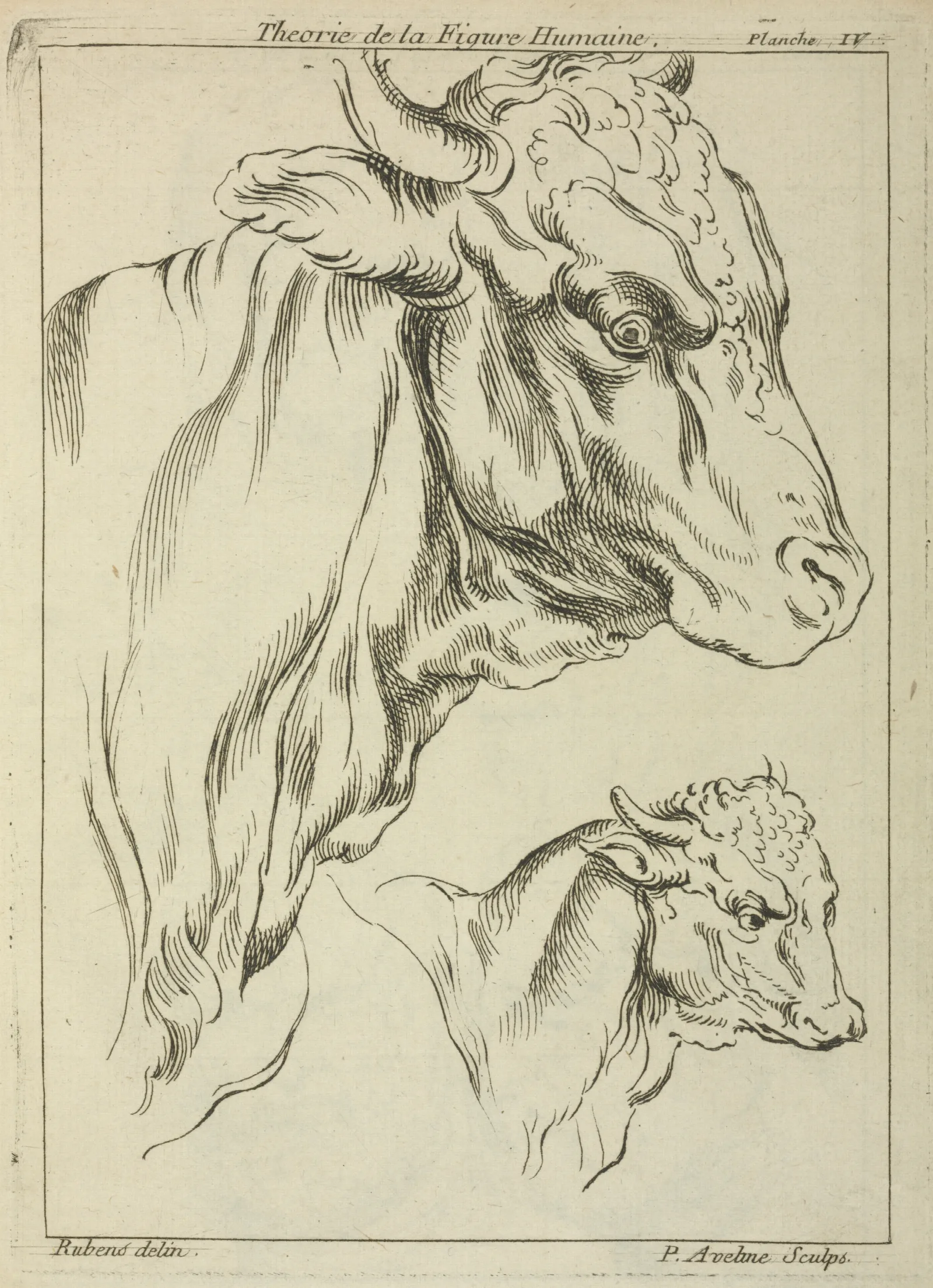 Heads And Necks Of Two Bulls In Profile Wall Art by Peter Paul Rubens - Canvas Print