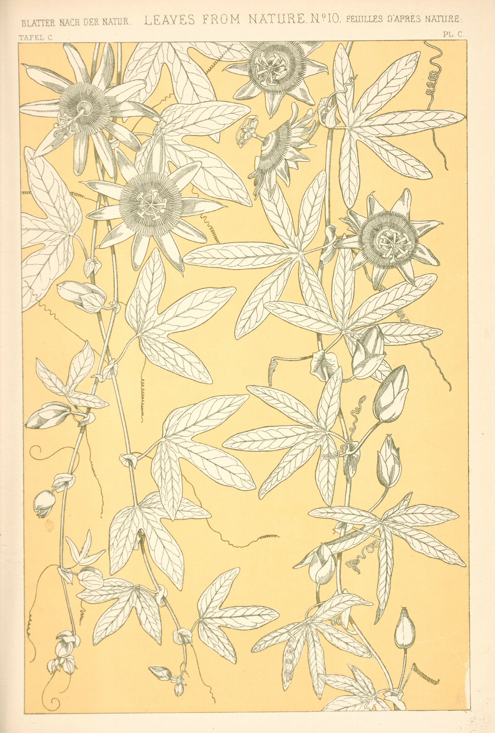 Leaves From Nature No 10 3 Wall Art by Owen Jones - Canvas Print