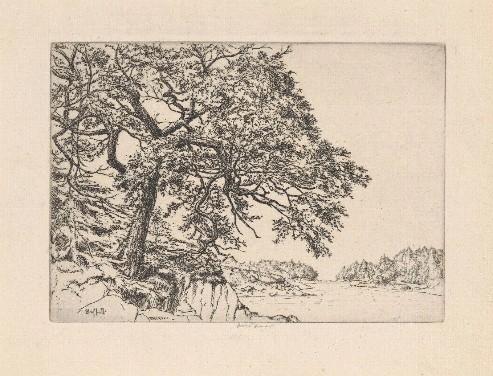 Marins Oak Wall Art by Ernest Haskell - Canvas Print