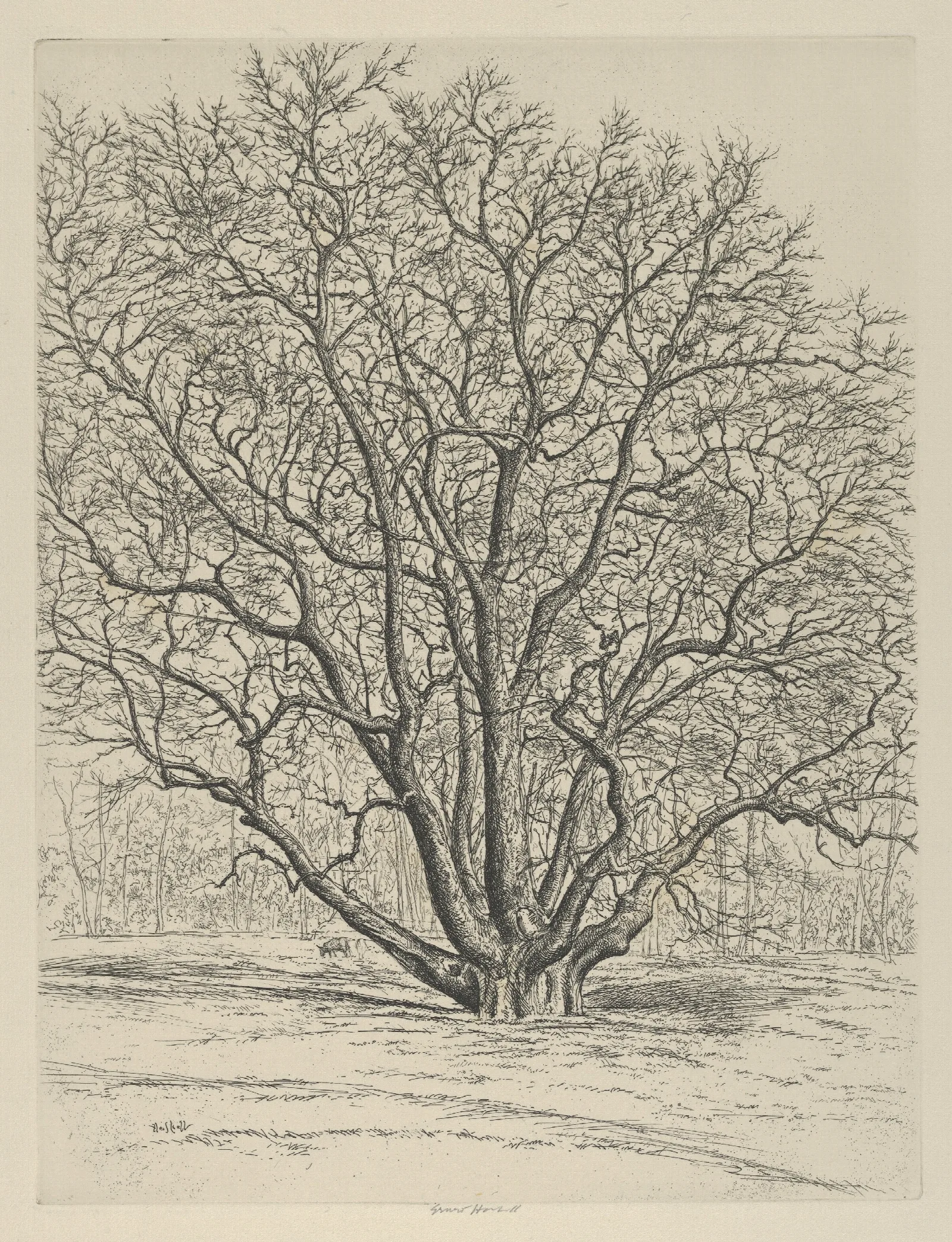 Giant Sycamore Wall Art by Ernest Haskell - Canvas Print