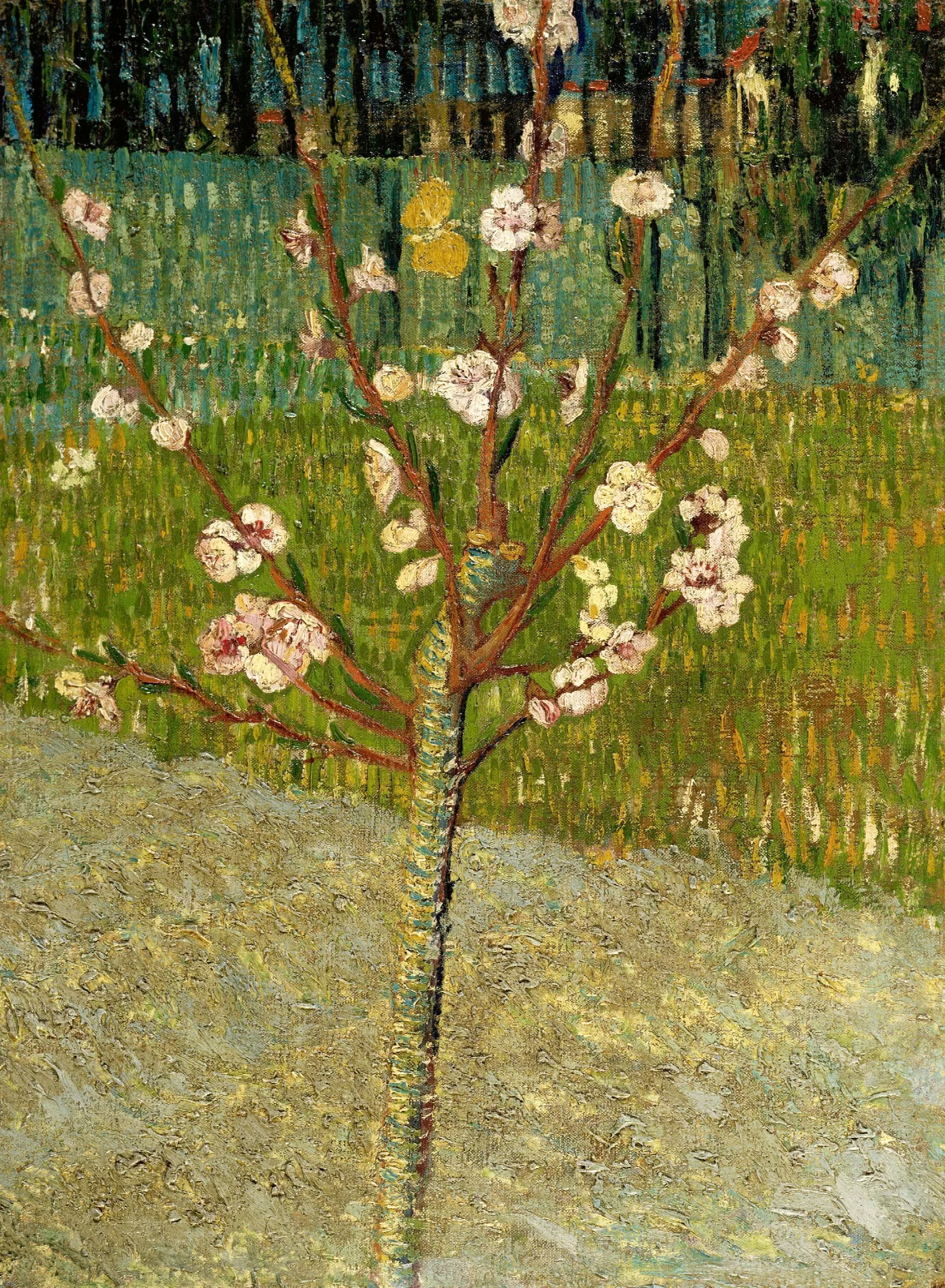 Almond Tree In Blossom Wall Art by Vincent van Gogh - Canvas Print
