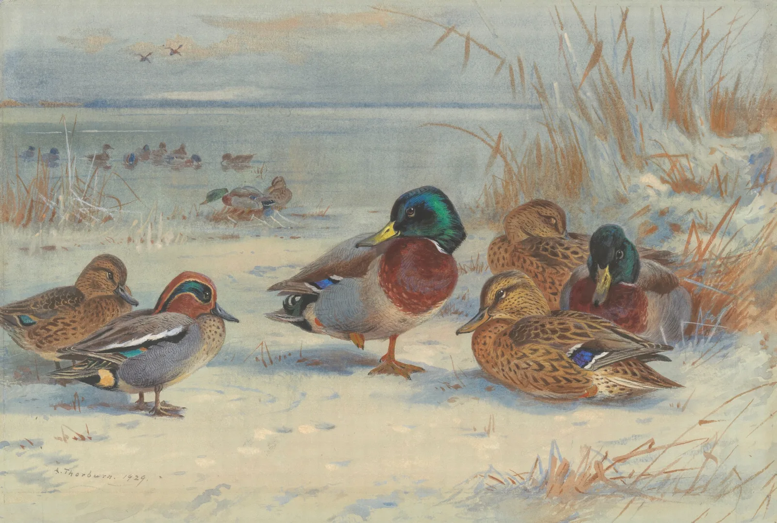 Mallard And Teal In The Snow Wall Art by Archibald Thorburn - Canvas Print