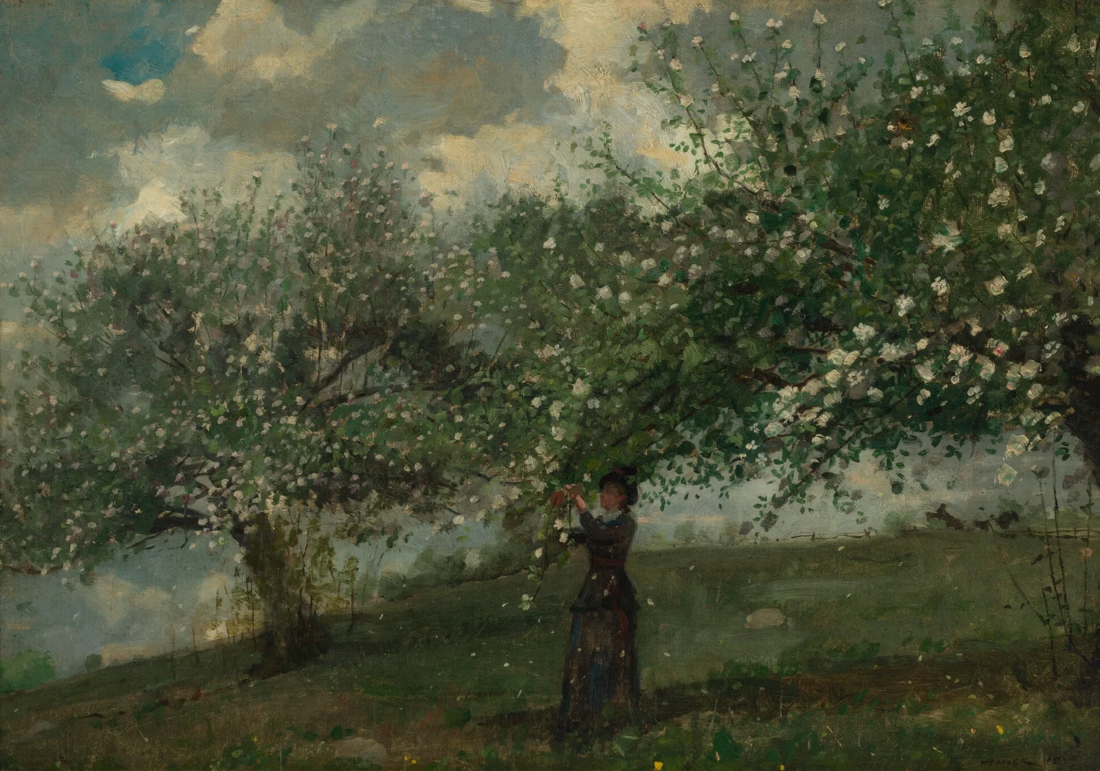 Girl Picking Apple Blossoms Wall Art by Winslow Homer - Canvas Print