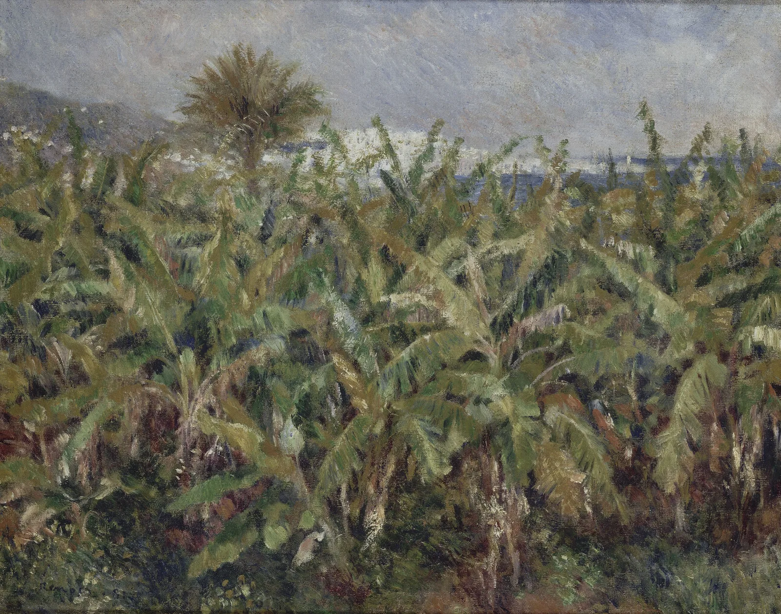 Field Of Banana Trees Wall Art by Pierre-Auguste Renoir - Canvas Print