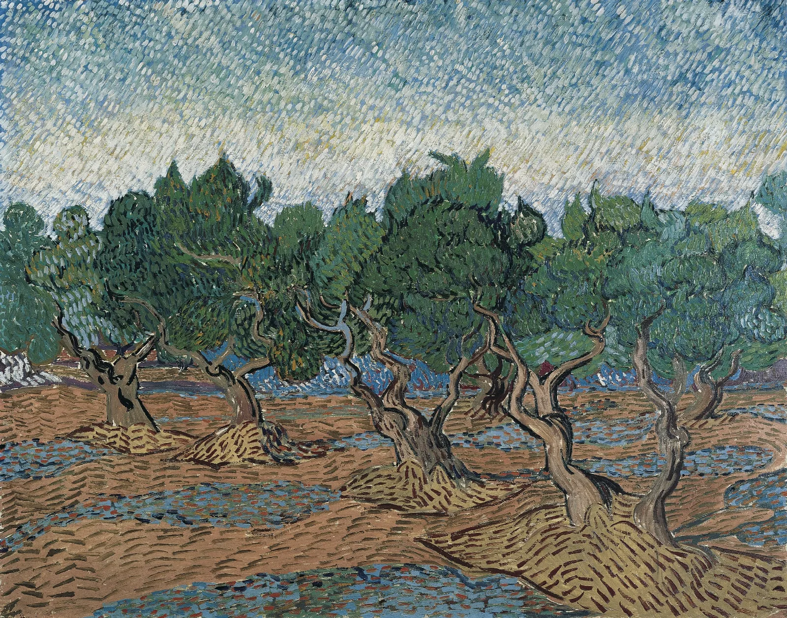 Olive Grove Wall Art by Vincent van Gogh - Canvas Print
