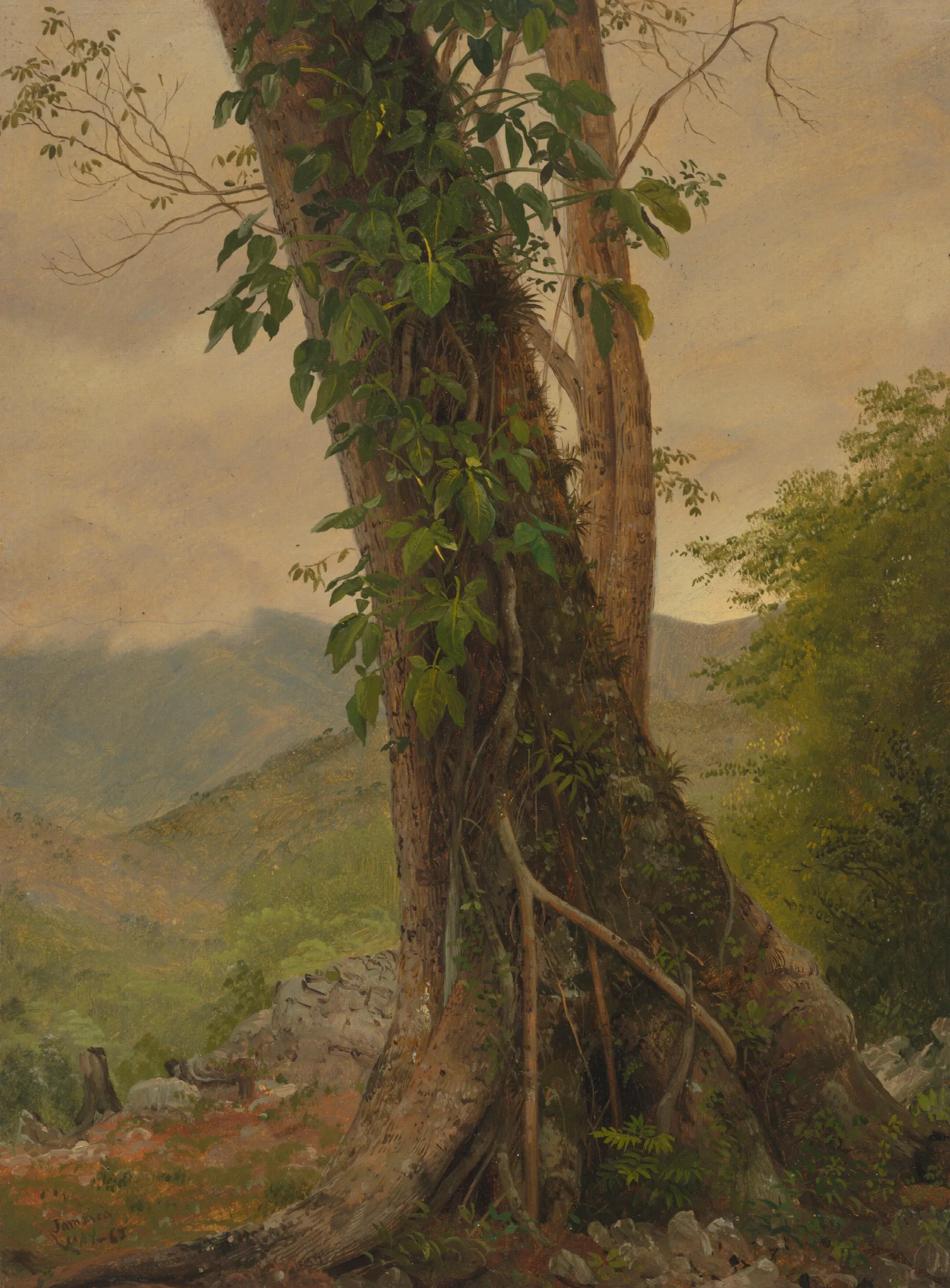 Tree With Vines Jamaica West Indies Wall Art by Frederic Edwin Church - Canvas Print