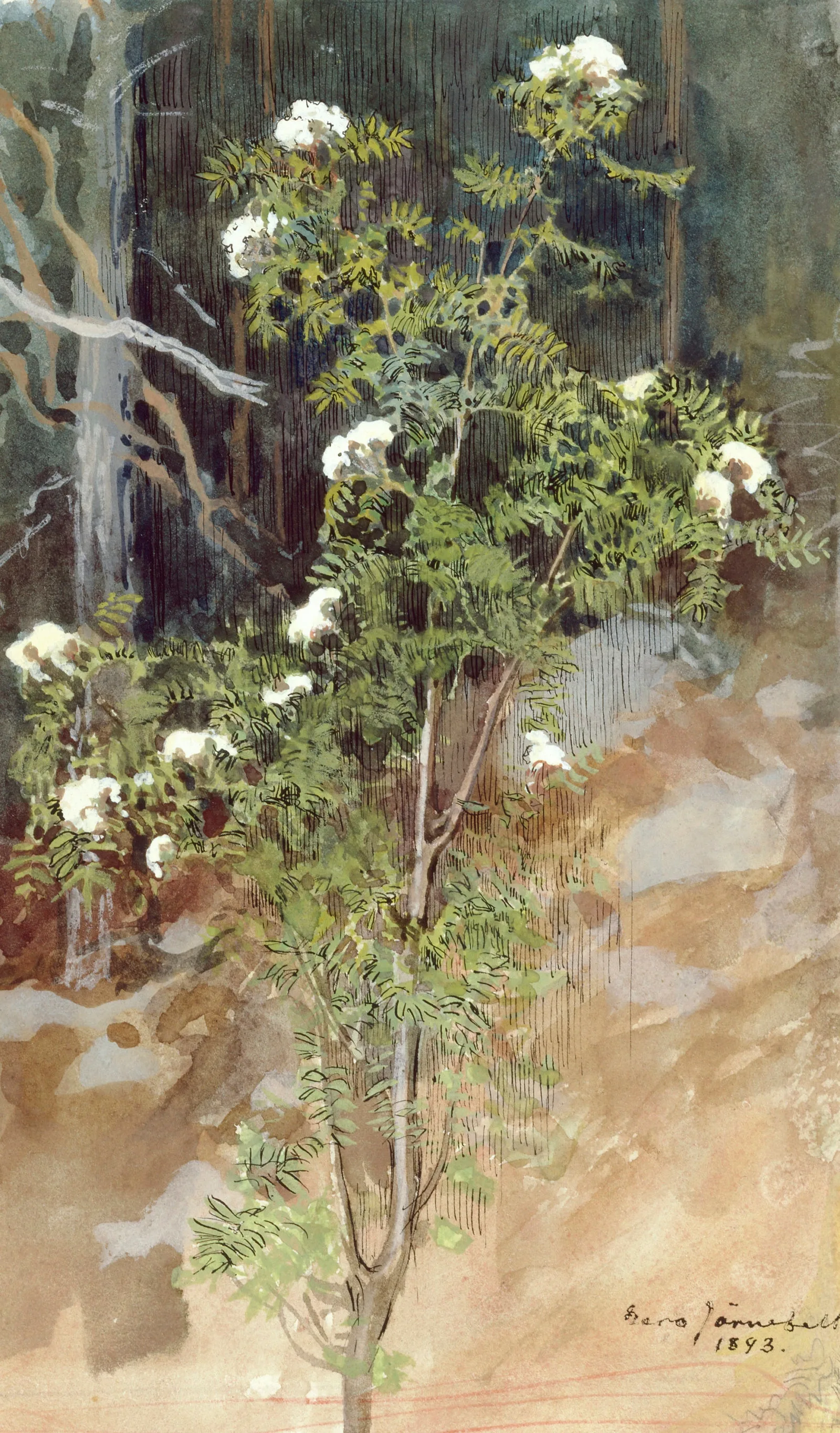White Rowan Wall Art by Eero Järnefelt - Canvas Print