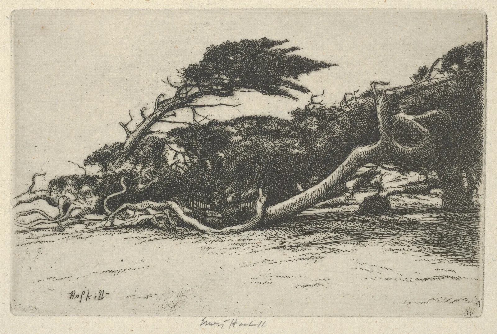 Wind Bent Cypress Wall Art by Ernest Haskell - Canvas Print
