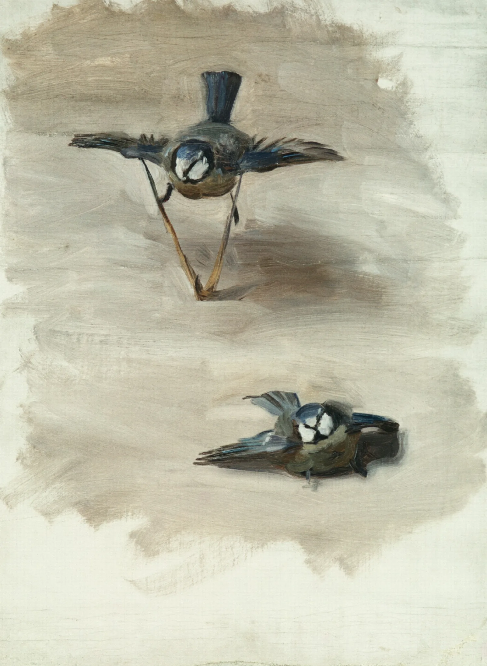 Studies Of A Dead Bird Wall Art by John Singer Sargent - Canvas Print