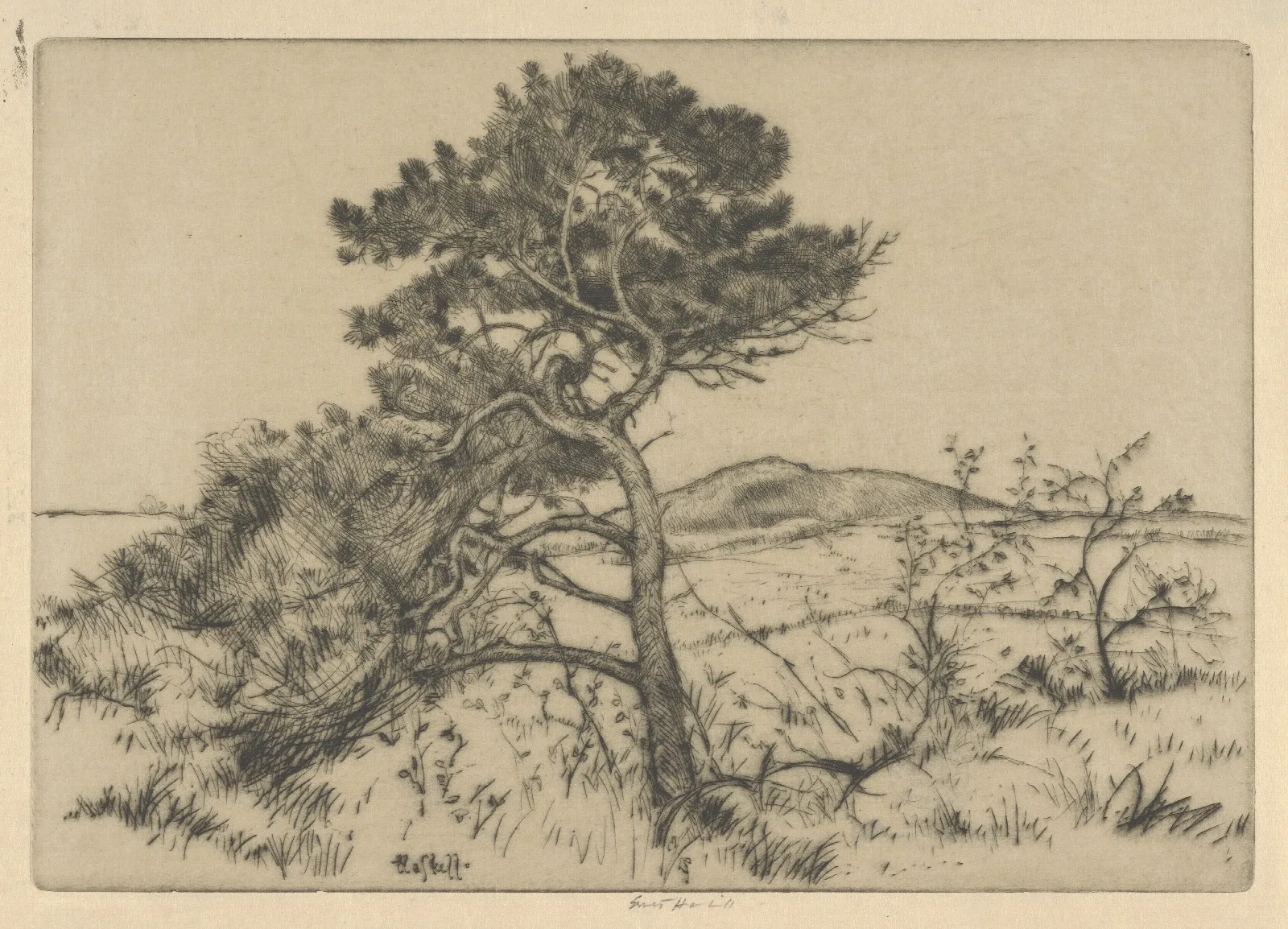 Popham Pines Wall Art by Ernest Haskell - Canvas Print